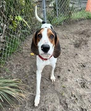 Dalton, an adoptable Mixed Breed in North Myrtle Beach, SC image 5/6
