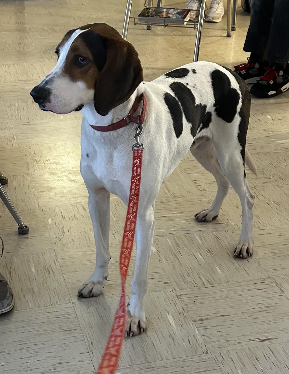 Dalton — thumbnail 5