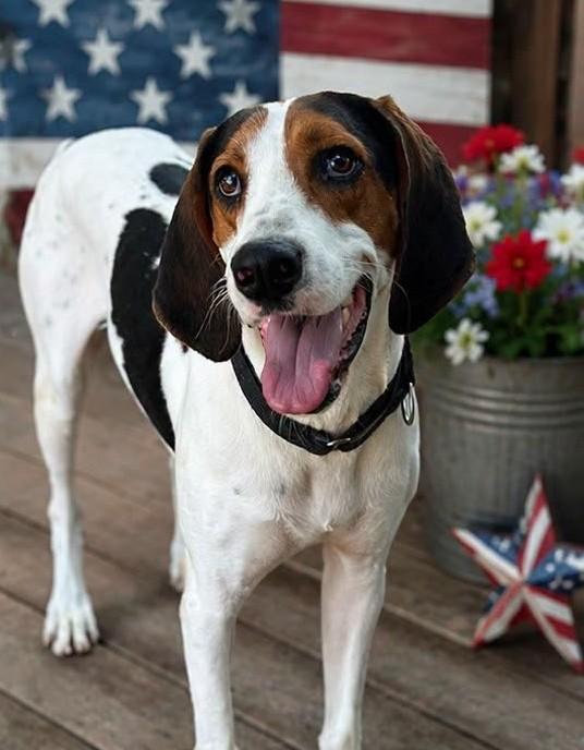 Dalton, an adoptable Mixed Breed in North Myrtle Beach, SC image 2/6