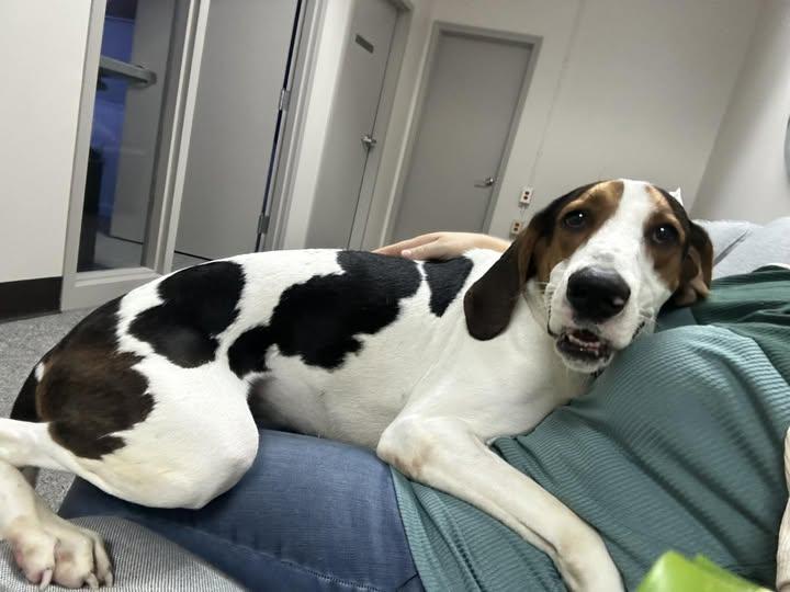 Dalton, an adoptable Mixed Breed in North Myrtle Beach, SC image 3/6