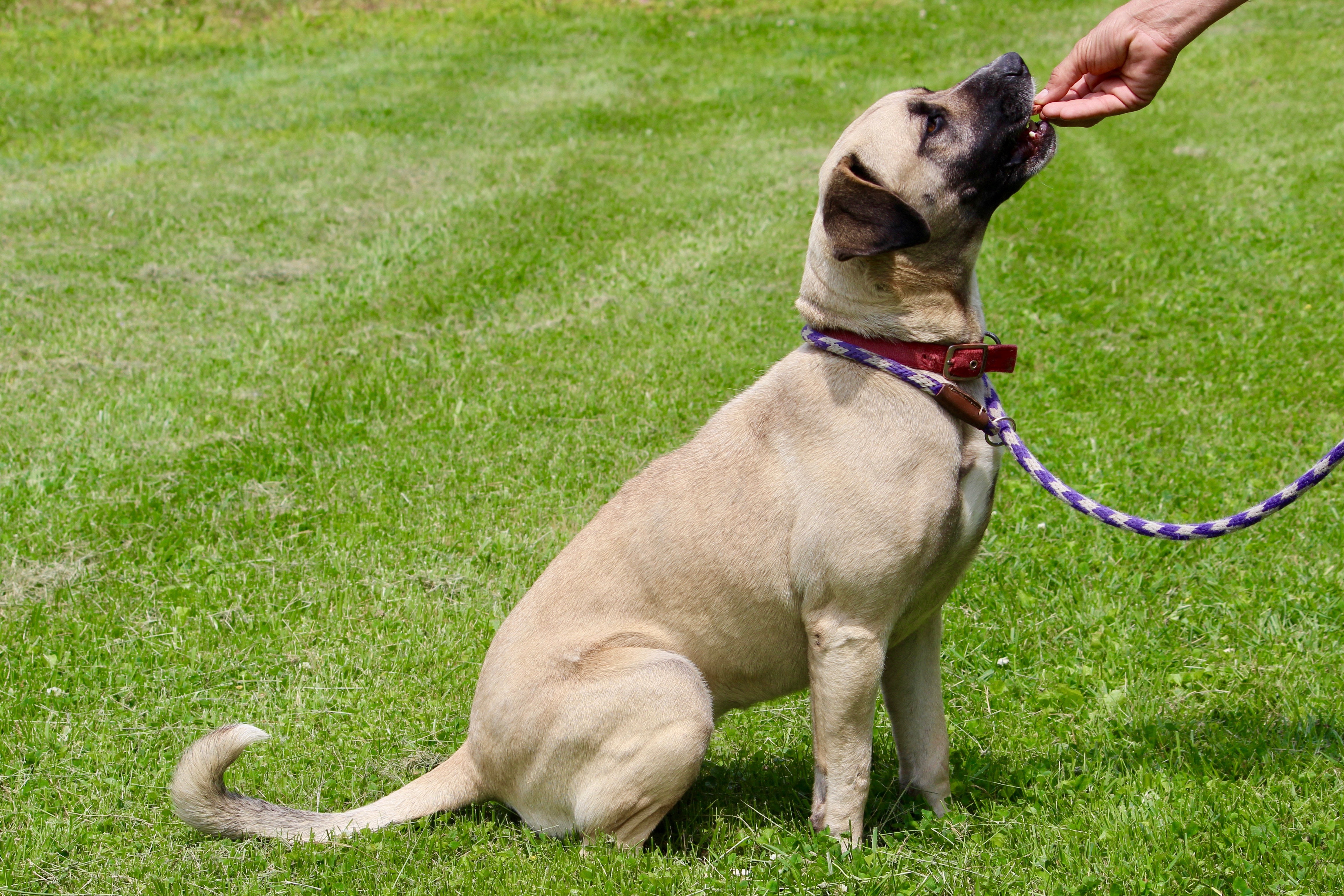 ROSEMARY, a Adoptable mixed breed in Brazil, IN image 1/6