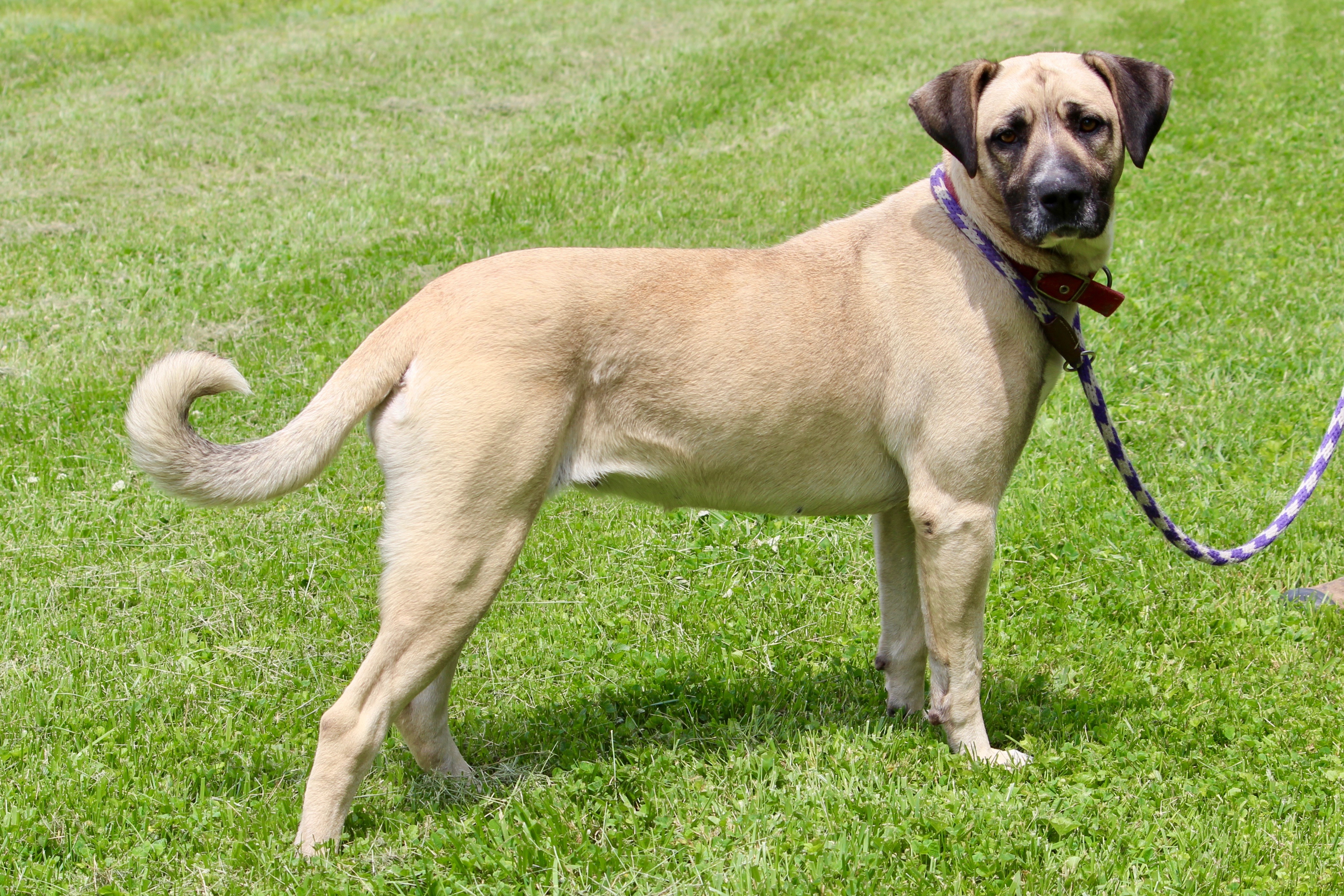 ROSEMARY, a Adoptable mixed breed in Brazil, IN image 2/6