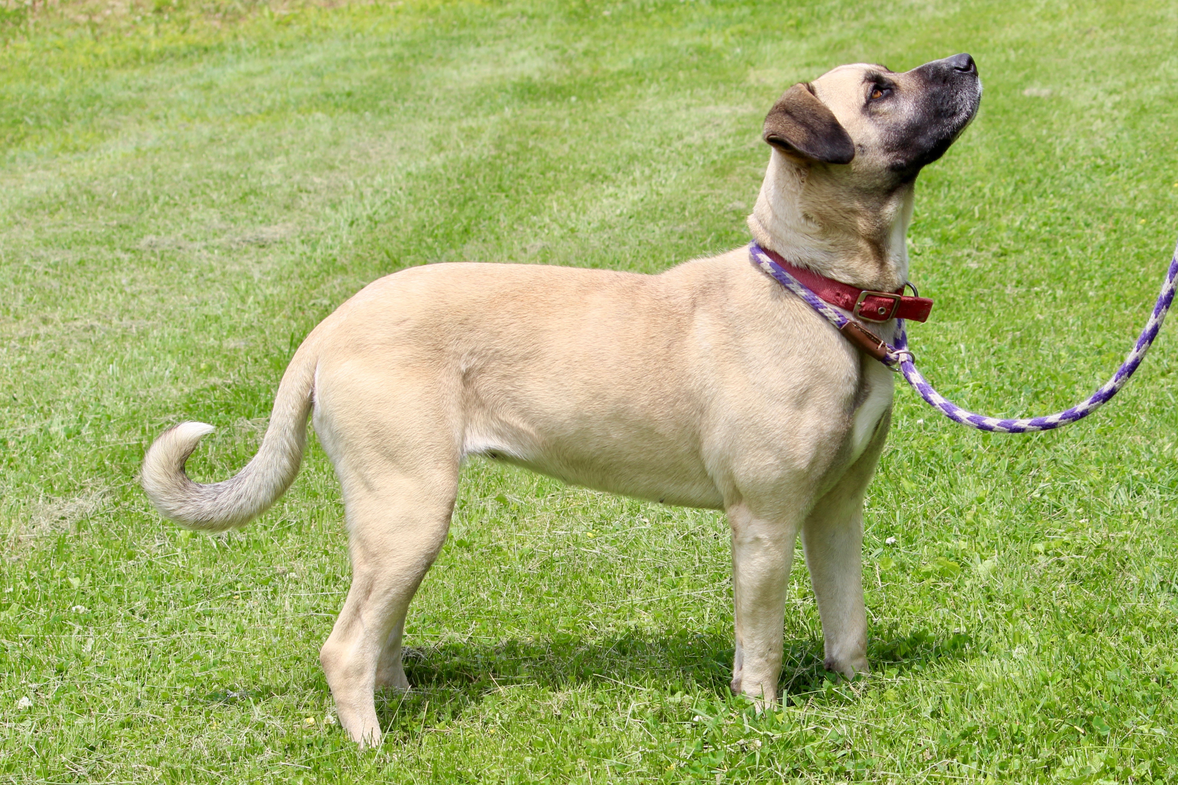 ROSEMARY, a Adoptable mixed breed in Brazil, IN image 3/6