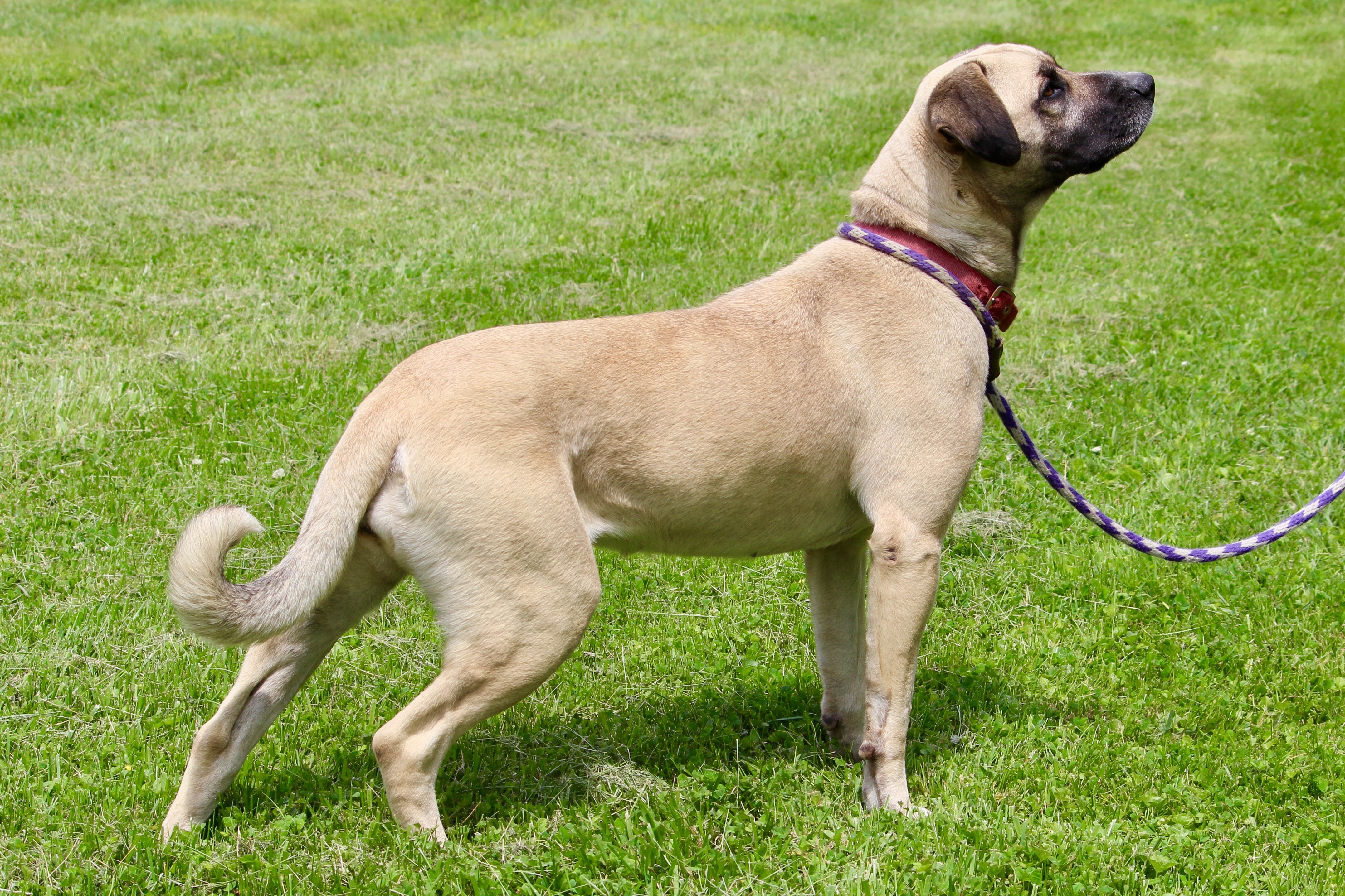 ROSEMARY, a Adoptable mixed breed in Brazil, IN image 4/6