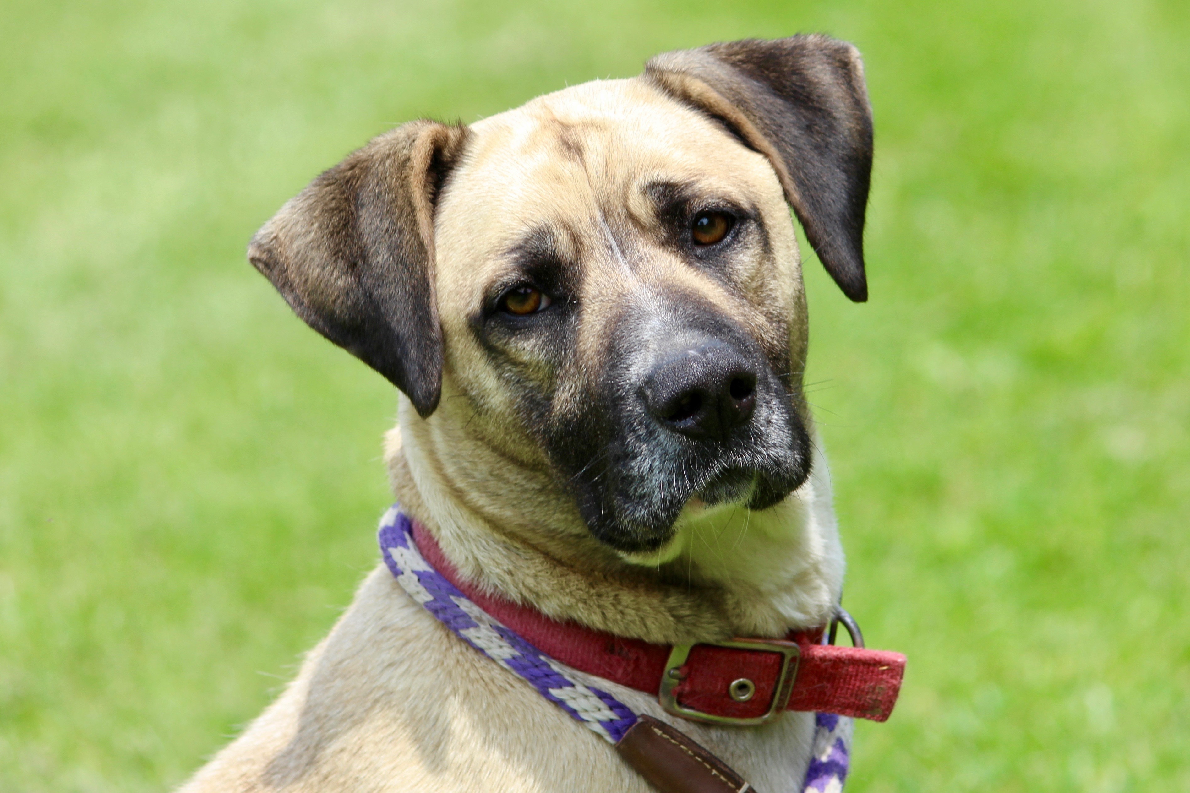 ROSEMARY, a Adoptable mixed breed in Brazil, IN image 6/6