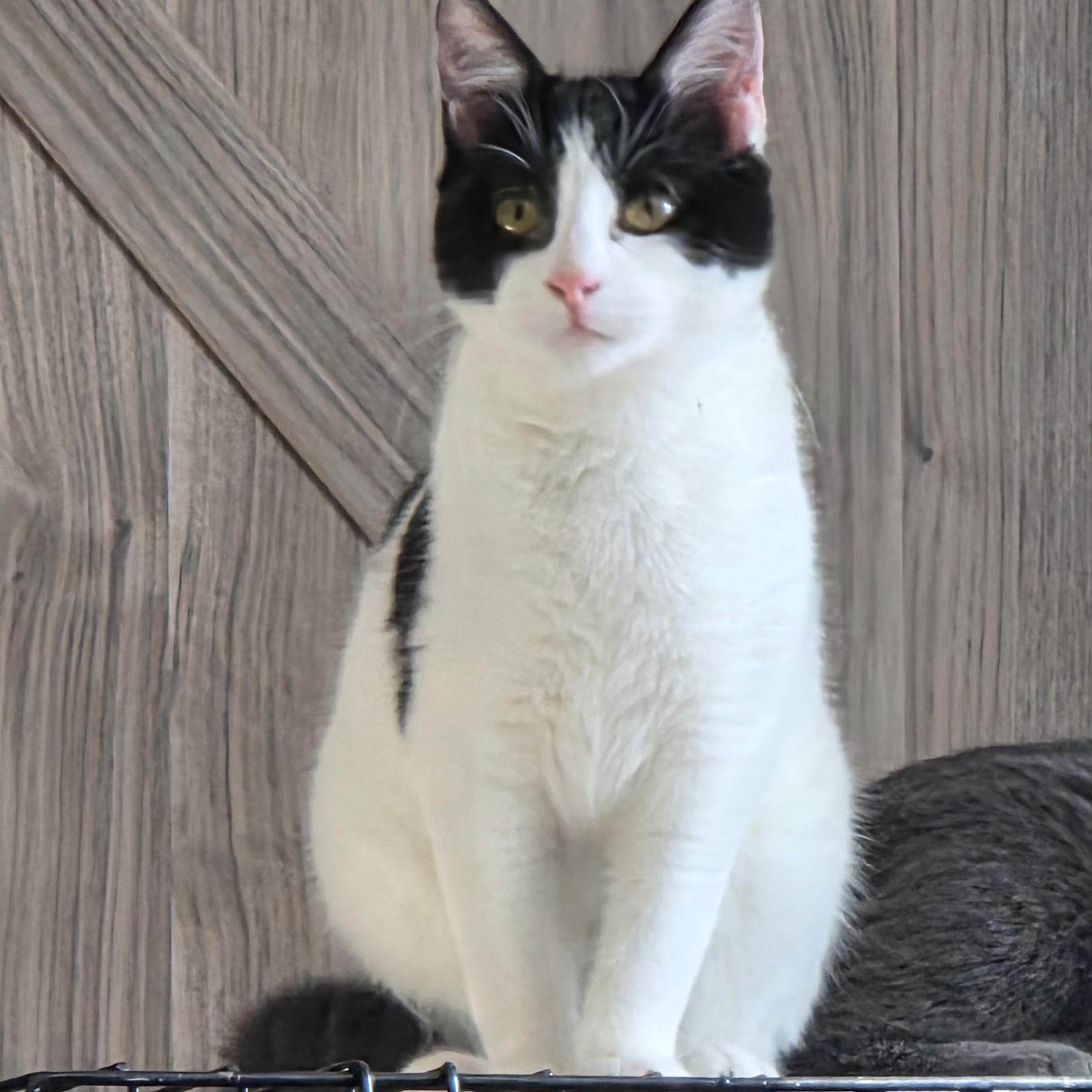 Enlarge Veronica, a Adoptable Domestic Short Hair in Minneapolis, MN image 3/3