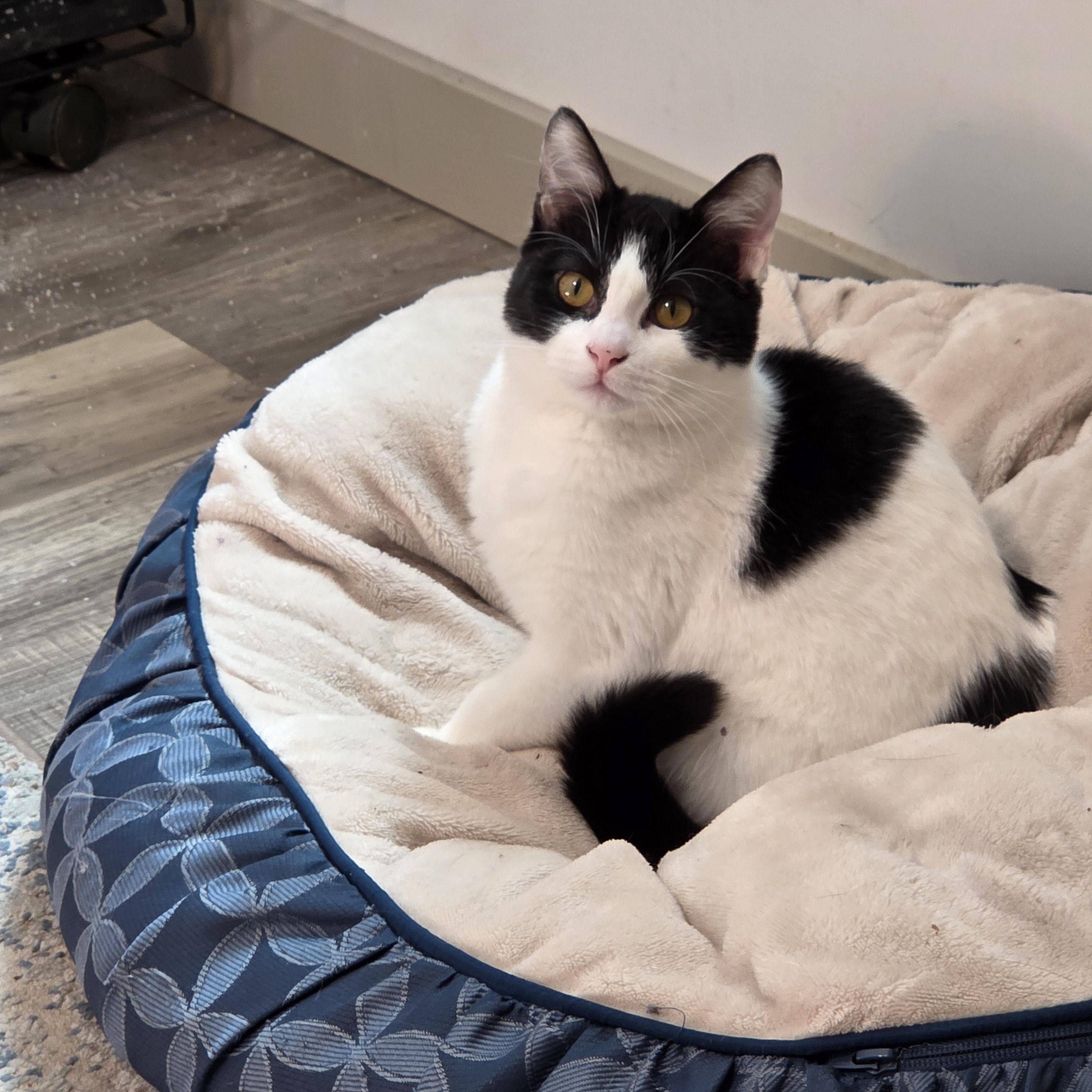 Enlarge Veronica, a Adoptable Domestic Short Hair in Minneapolis, MN image 1/3