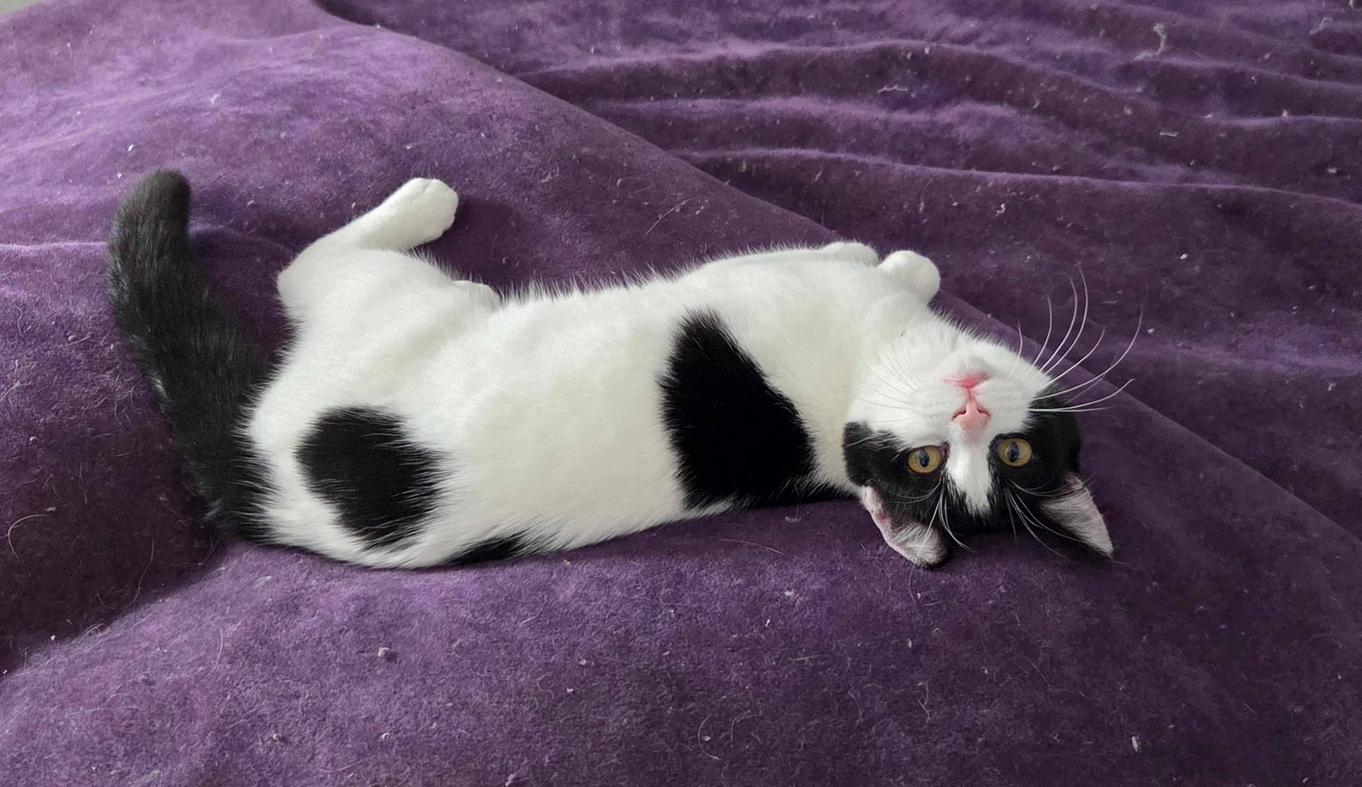 Enlarge Veronica, a Adoptable Domestic Short Hair in Minneapolis, MN image 2/3