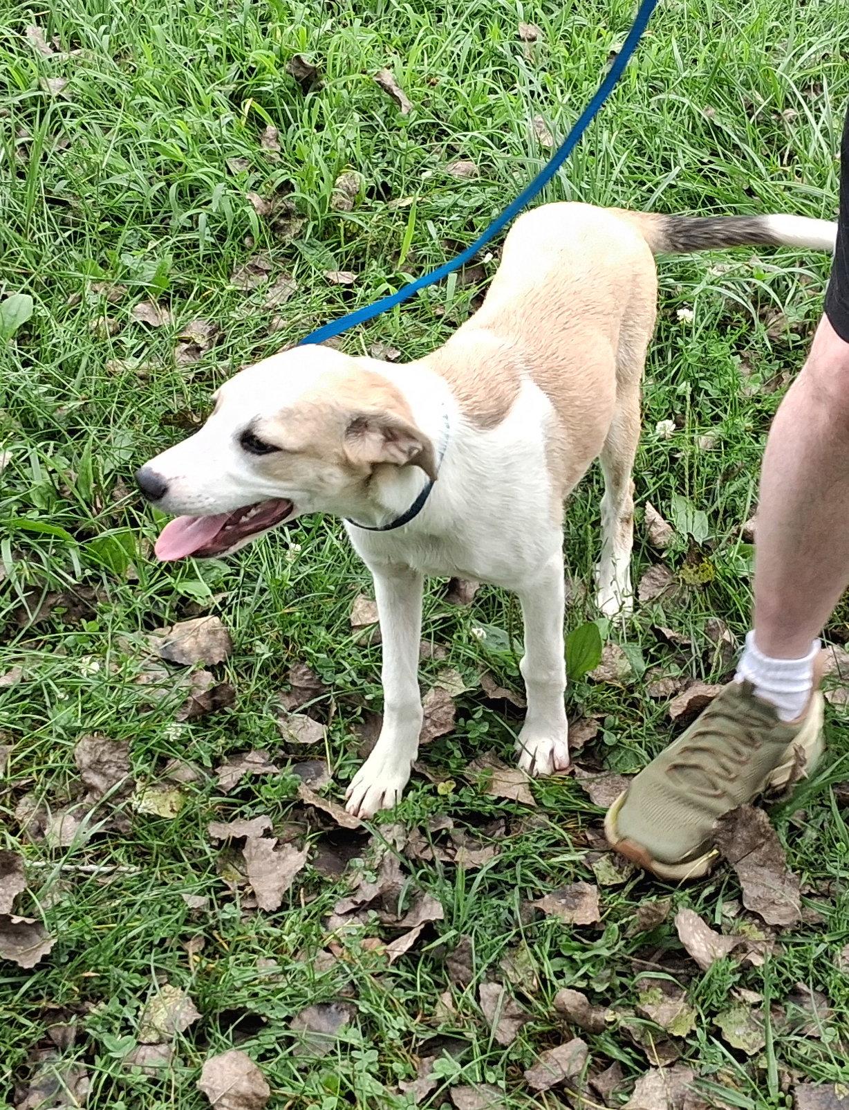 Enlarge Tillie, a Adoptable Beagle in Mcconnelsville, OH image 1/3