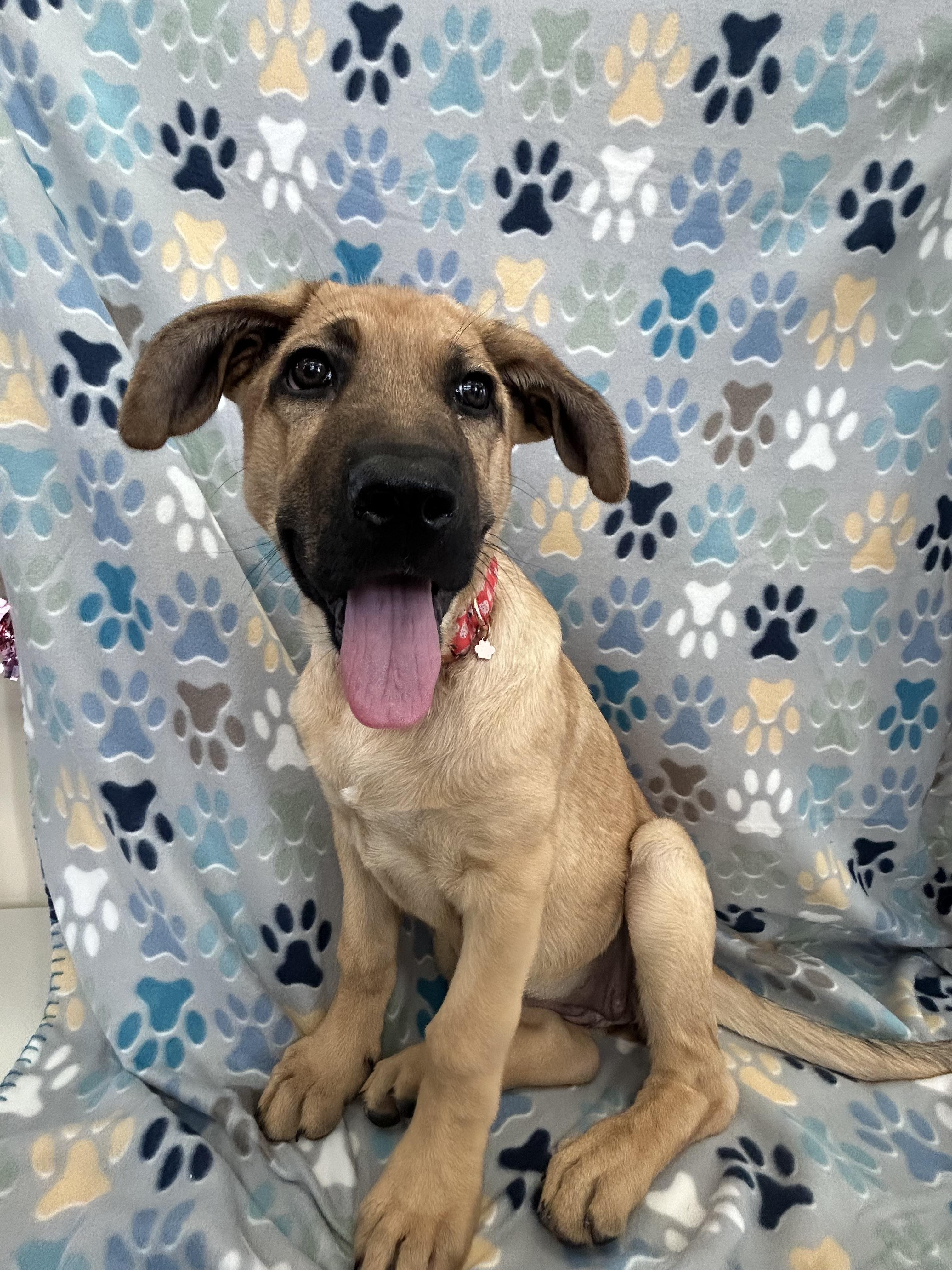 Enlarge Cayenne, a Adoptable German Shepherd Dog in Evergreen, CO image 3/4