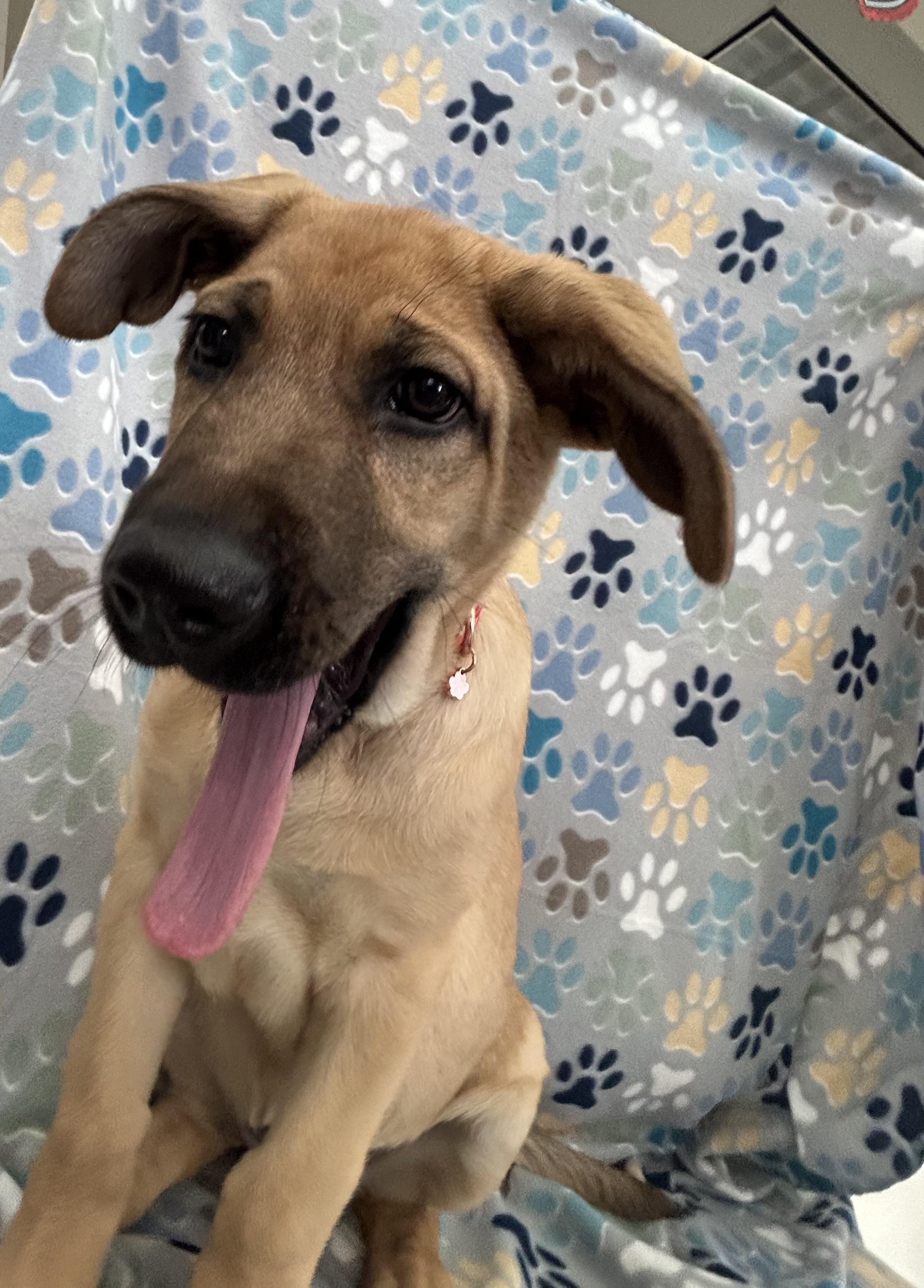 Enlarge Cayenne, a Adoptable German Shepherd Dog in Evergreen, CO image 1/4