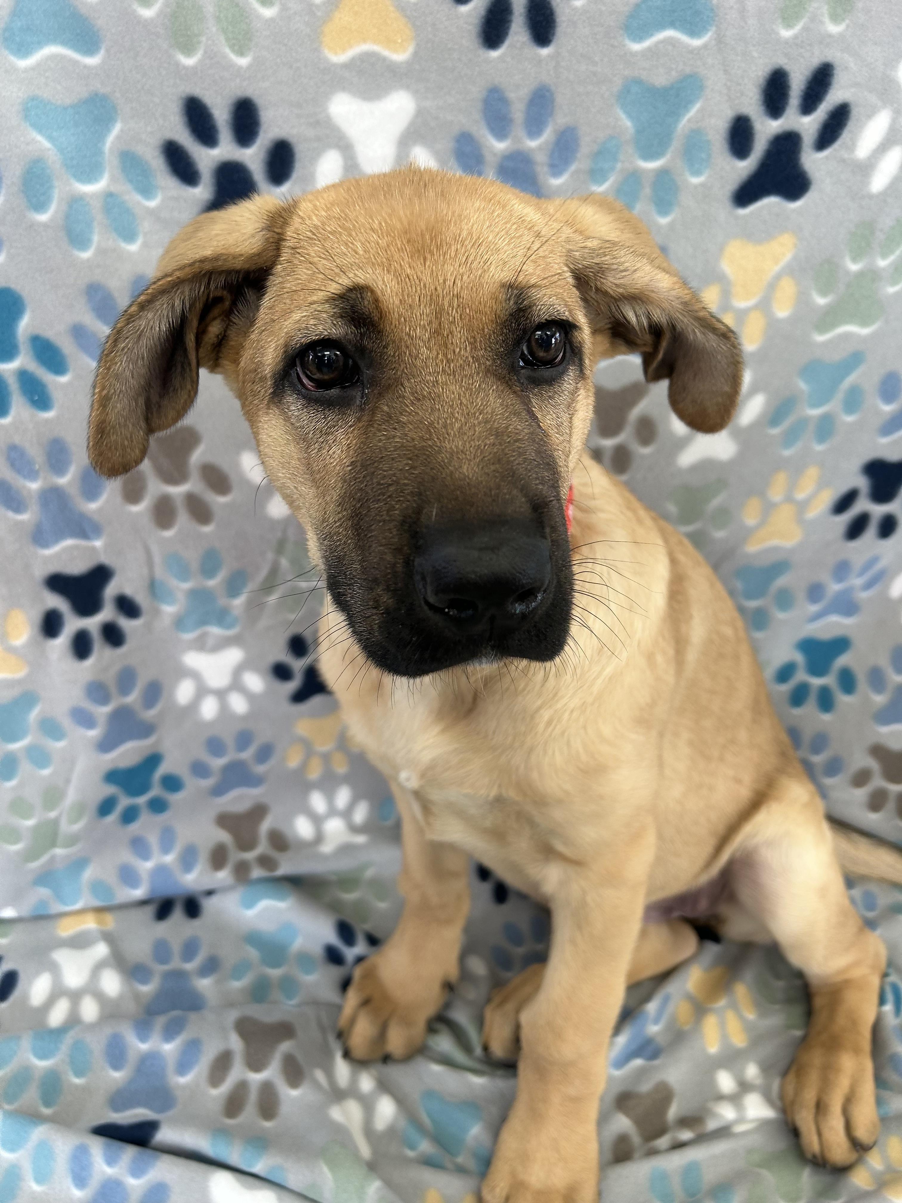 Enlarge Cayenne, a Adoptable German Shepherd Dog in Evergreen, CO image 2/4