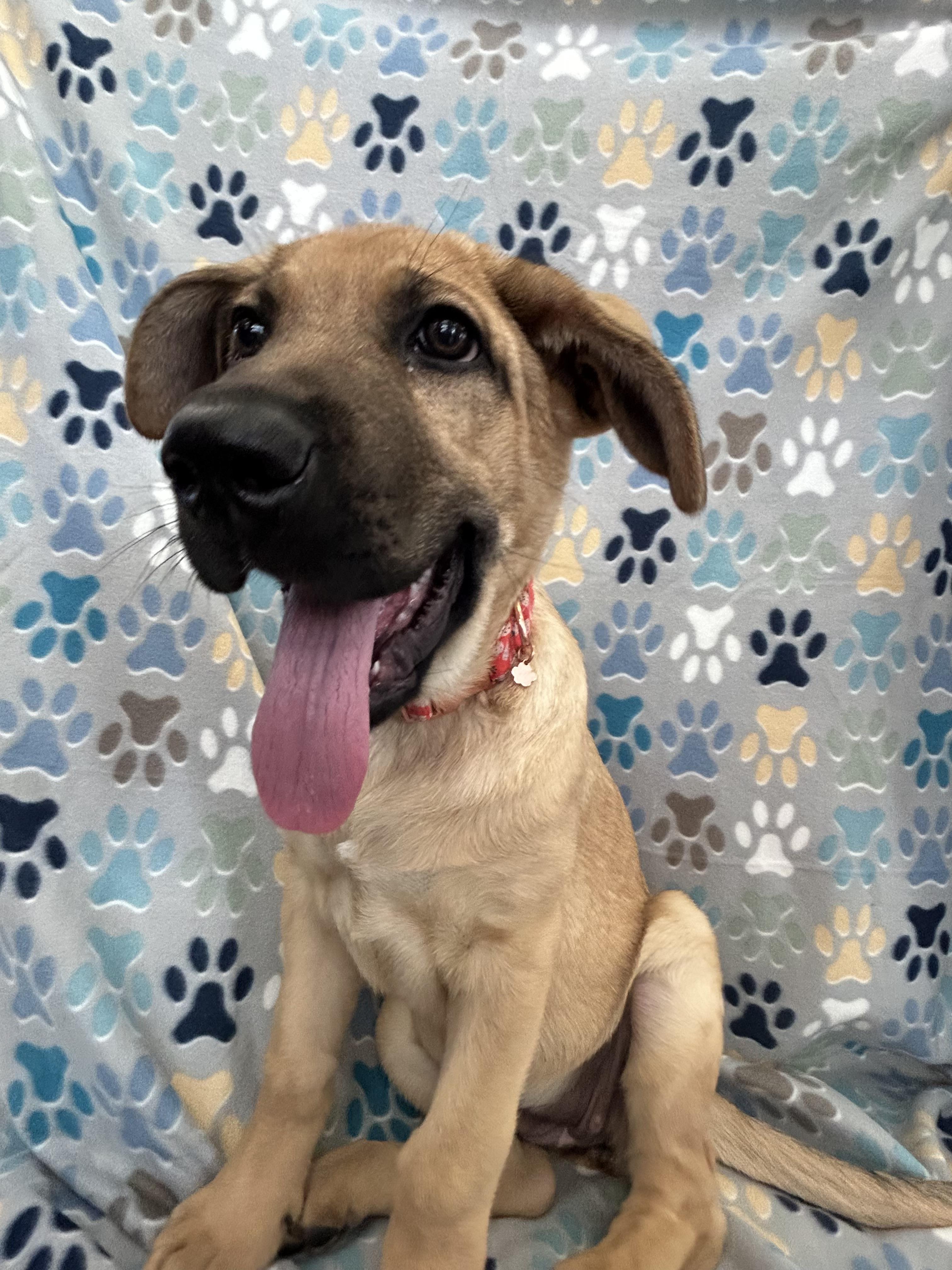 Enlarge Cayenne, a Adoptable German Shepherd Dog in Evergreen, CO image 4/4