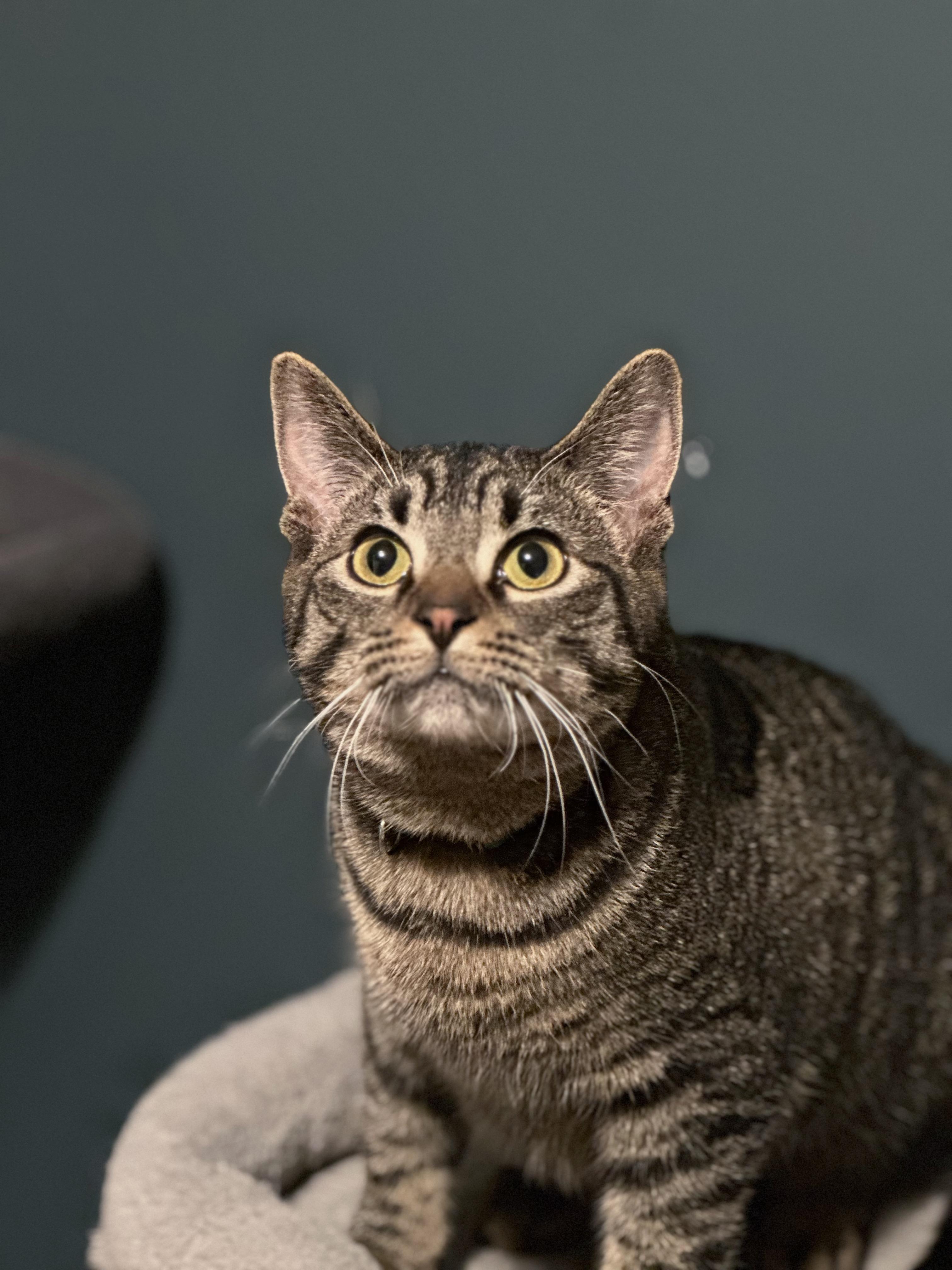 Enlarge Amber, a Adoptable Domestic Short Hair in Sterling Heights, MI image 1/1