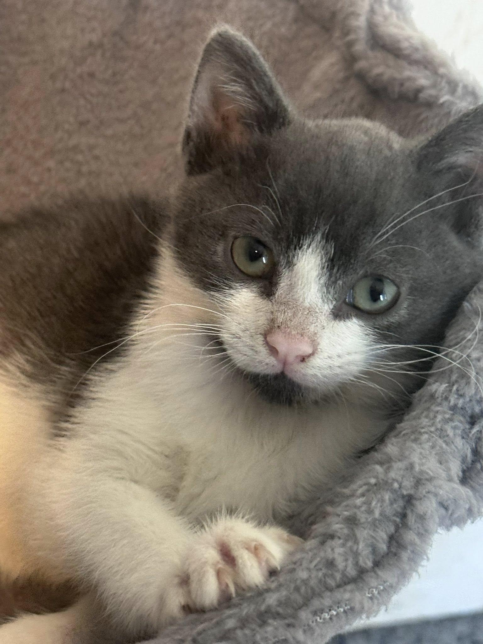 Enlarge Spur, a Adoptable Domestic Short Hair in San Tan Valley, AZ image 1/1