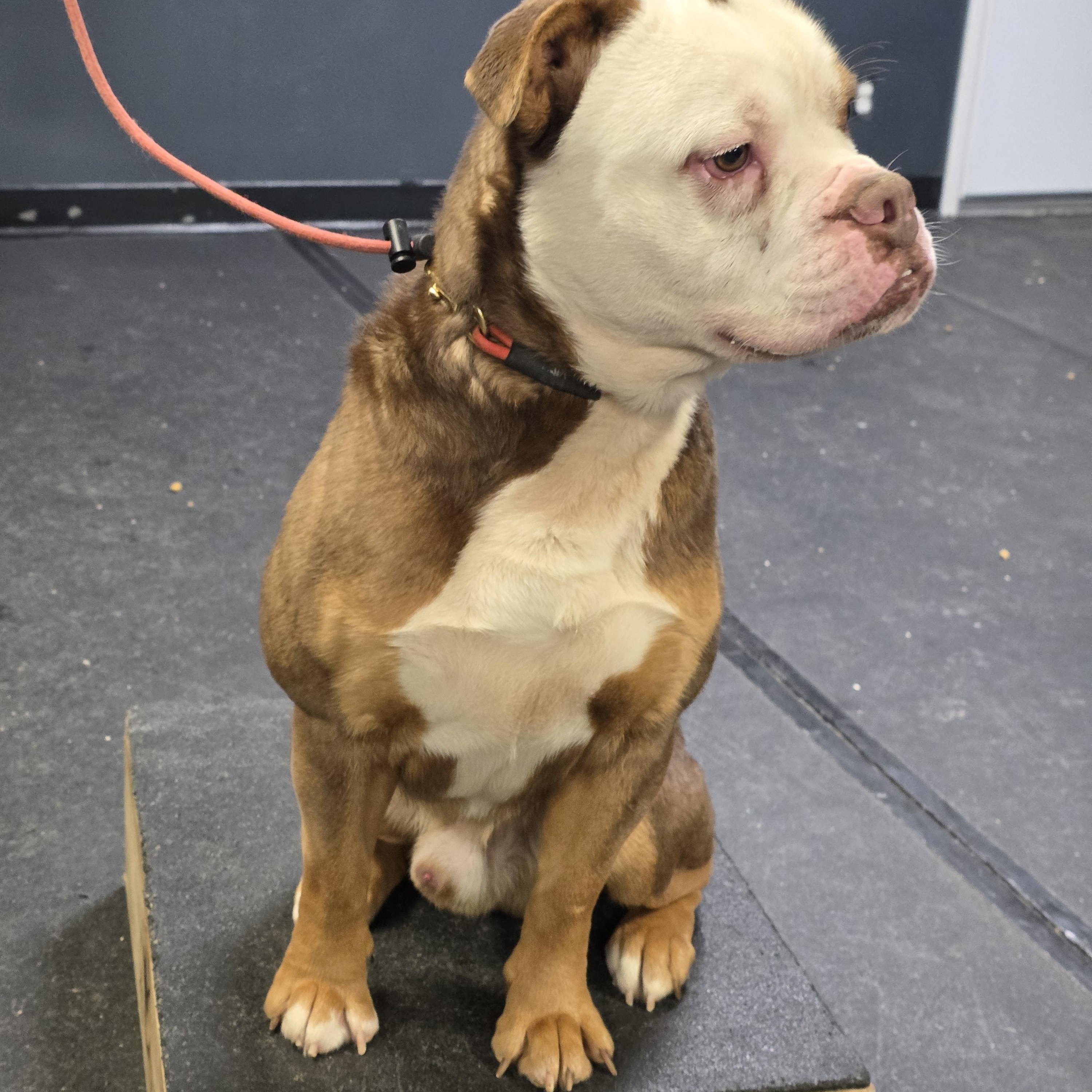 Moses, a ADOPTABLE mixed breed in San Juan Bautista, CA image 4/4