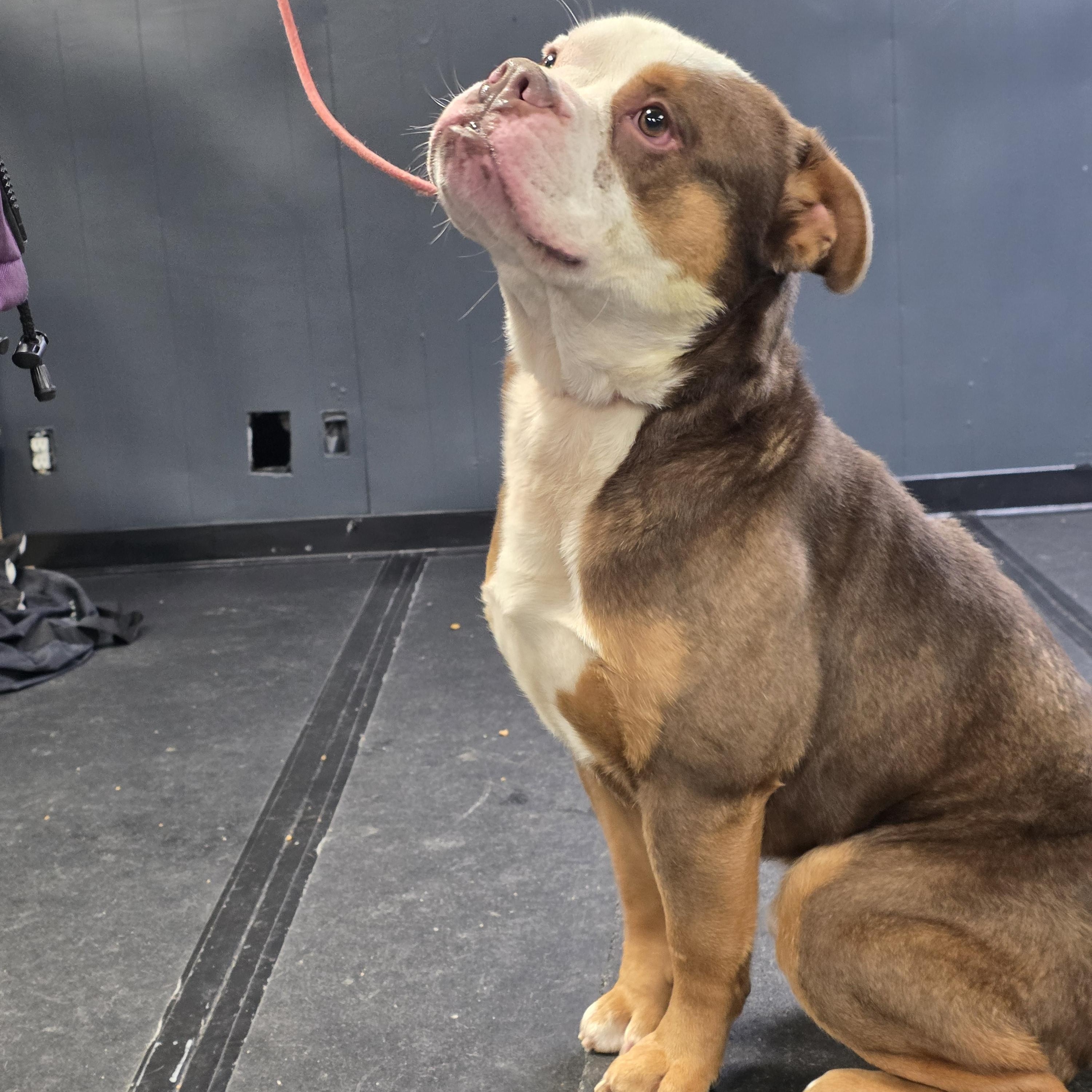 Moses, a ADOPTABLE mixed breed in San Juan Bautista, CA image 2/4