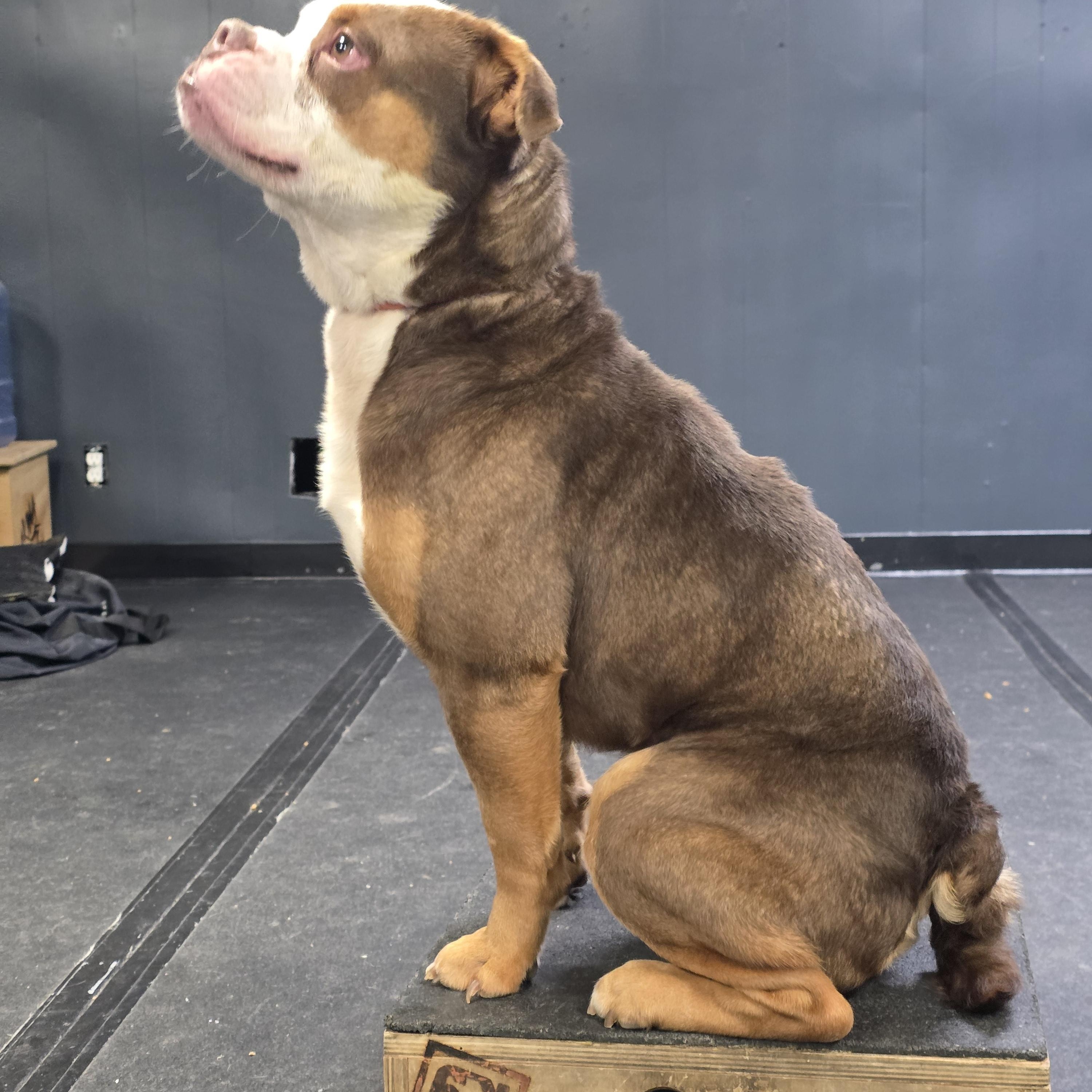 Moses, a ADOPTABLE mixed breed in San Juan Bautista, CA image 1/4