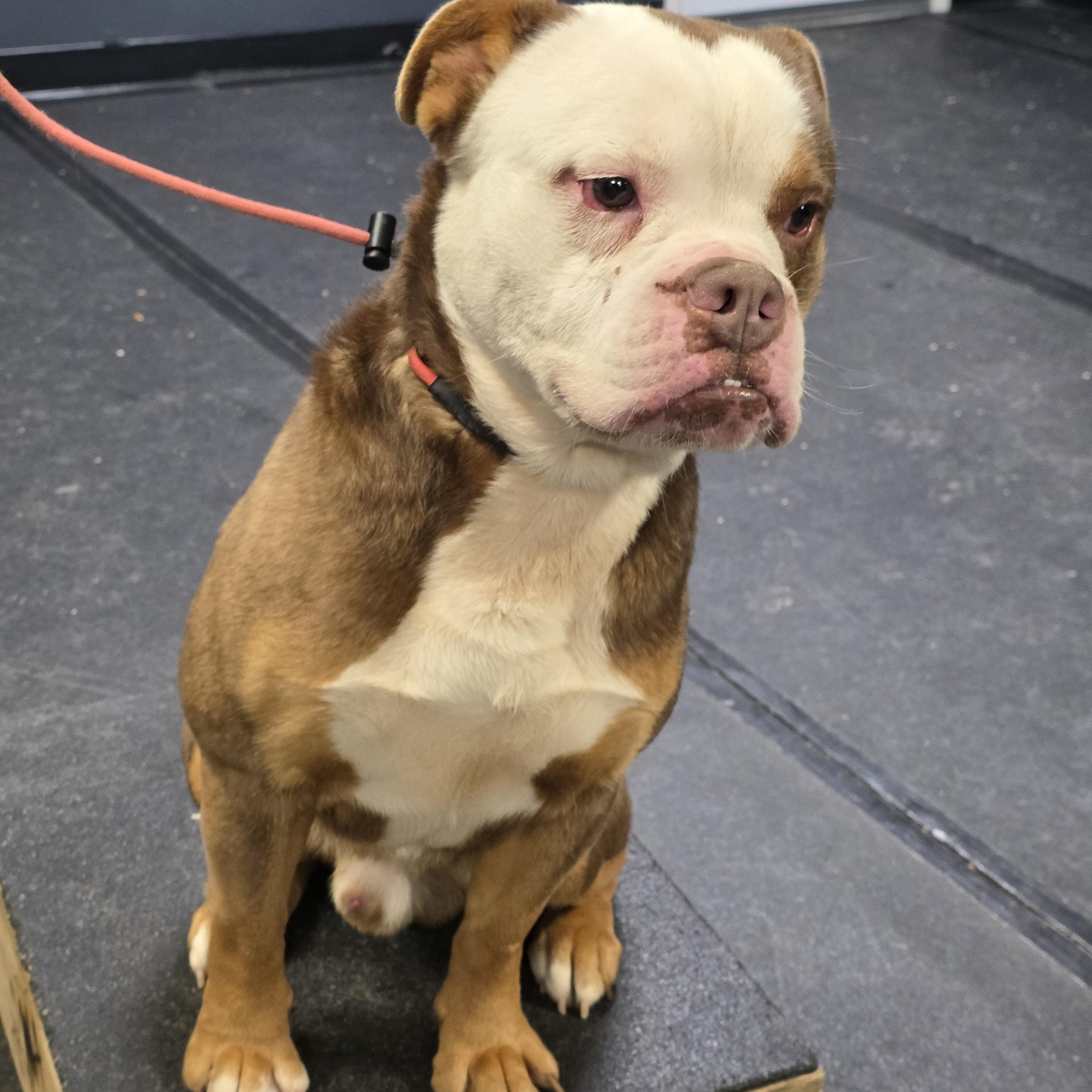 Moses, a ADOPTABLE mixed breed in San Juan Bautista, CA image 3/4