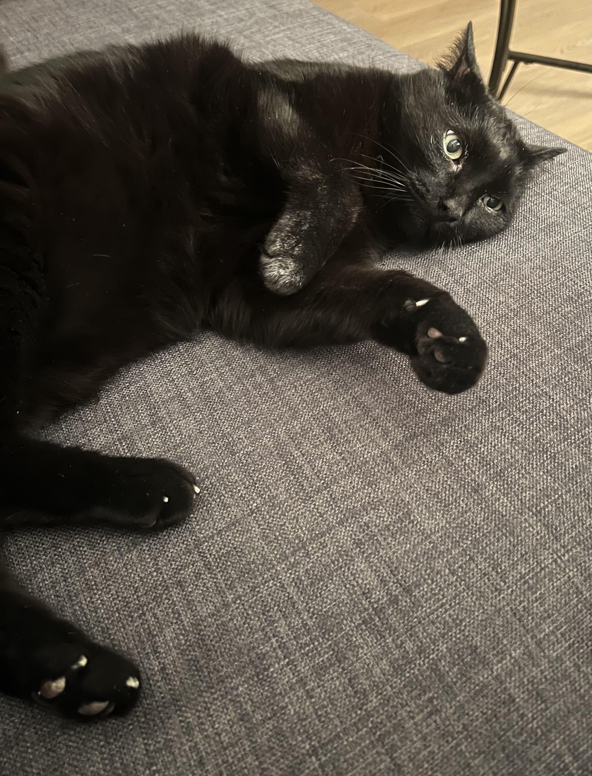 Enlarge Billy, a Adopted Domestic Short Hair in Toronto, ON image 2/3