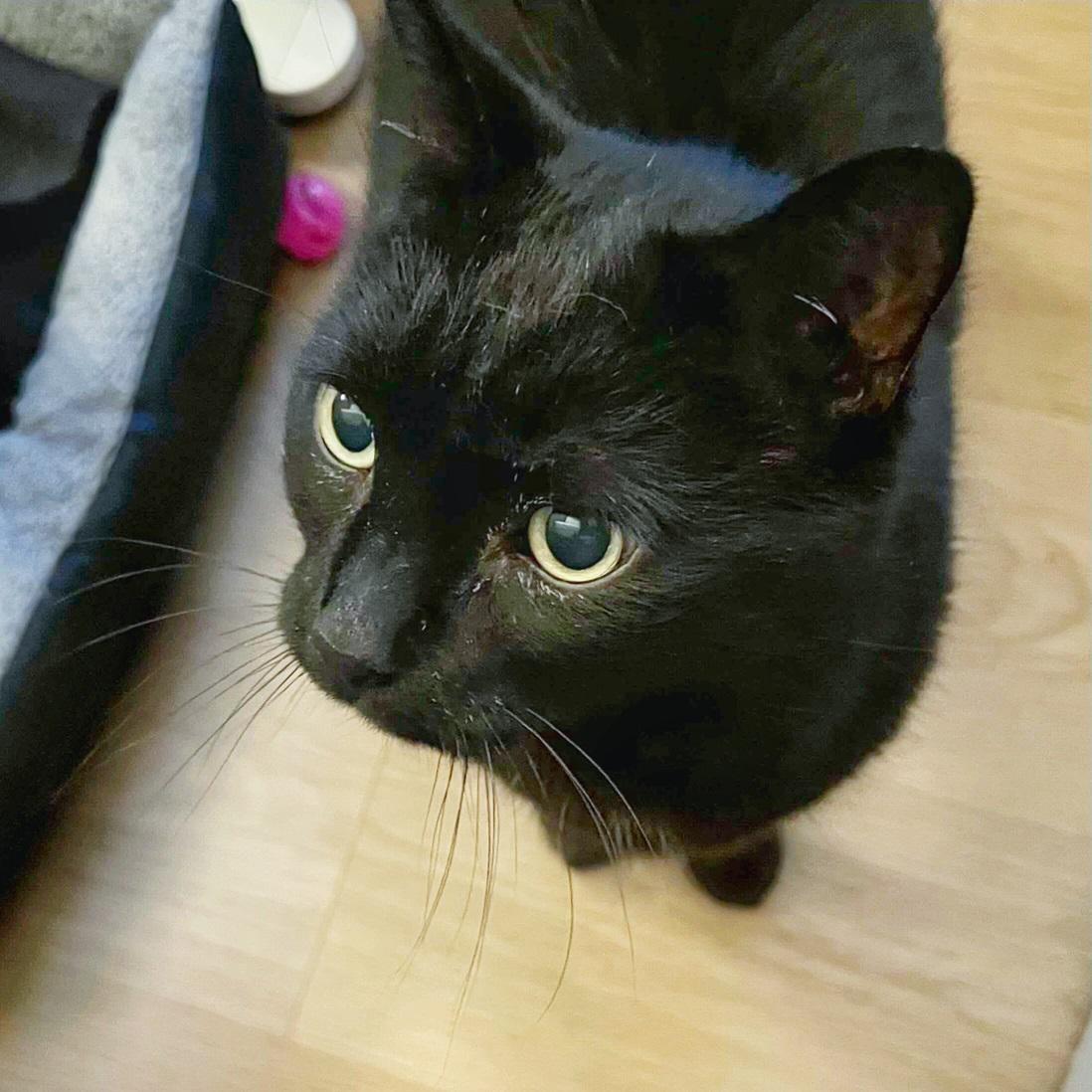 Enlarge Billy, a Adopted Domestic Short Hair in Toronto, ON image 1/3