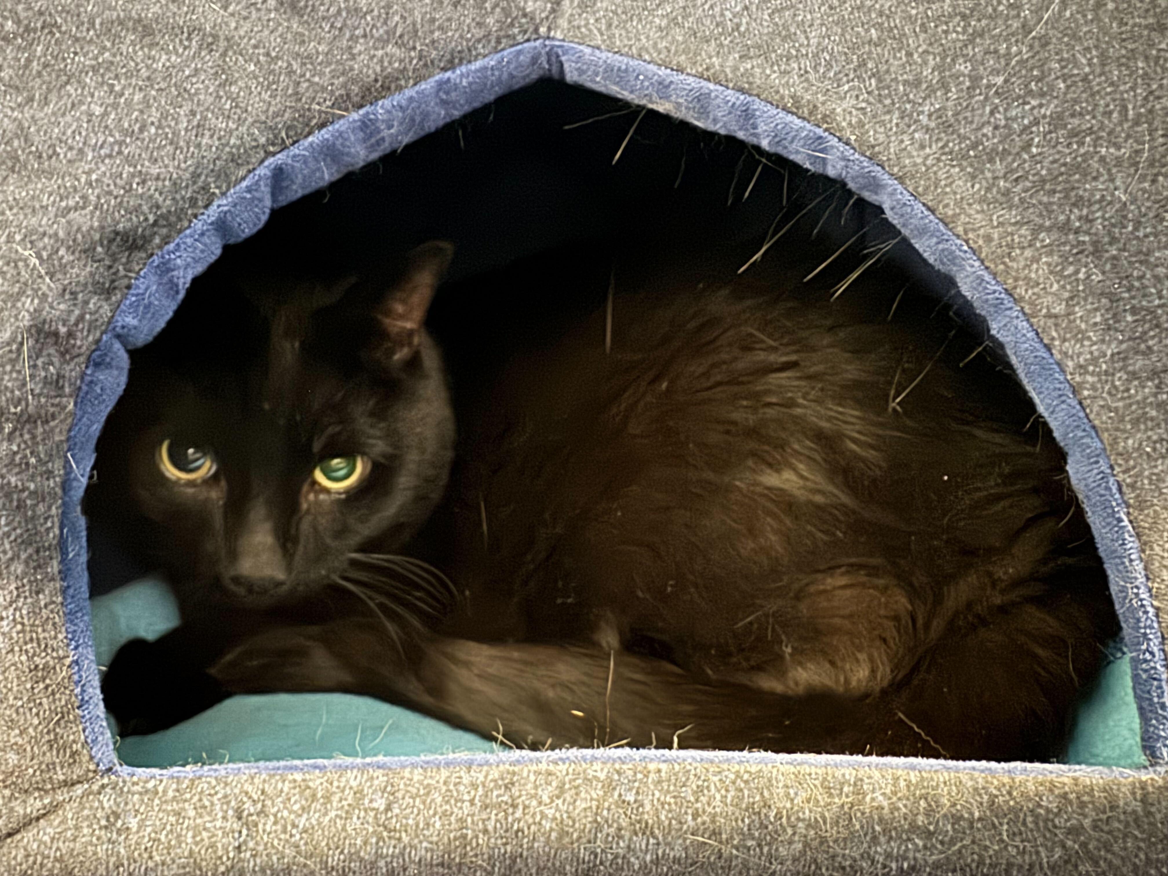 Enlarge Billy, a Adopted Domestic Short Hair in Toronto, ON image 3/3