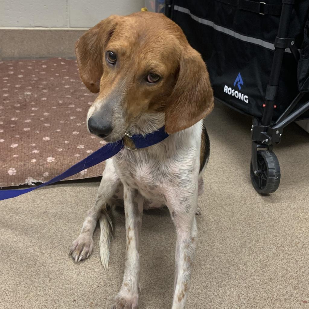 Enlarge Shiloh, a Adoptable mixed breed in Hinesville, GA image 1/1