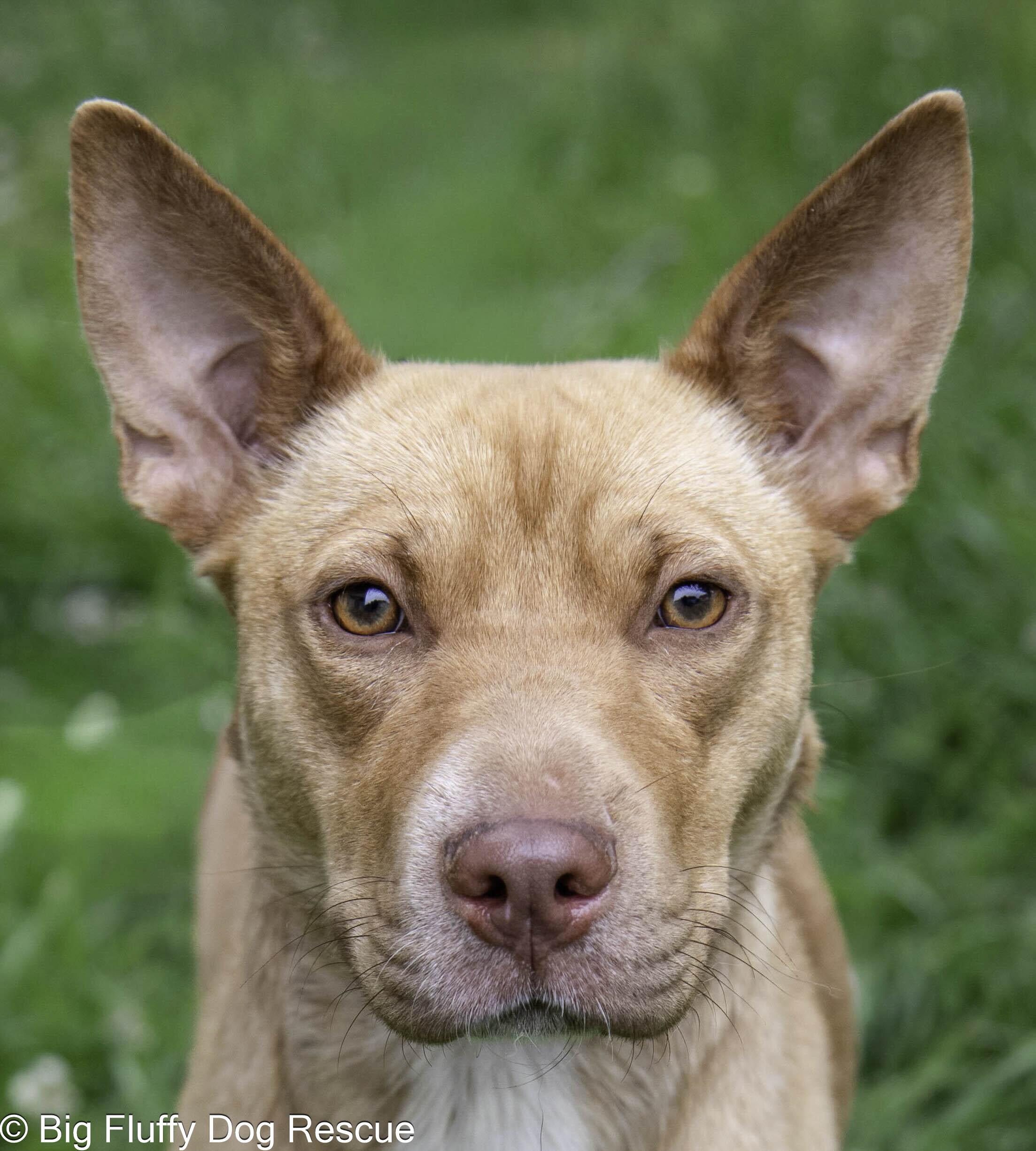 Enlarge Camper, a Adopted mixed breed in Oshkosh, WI image 4/4