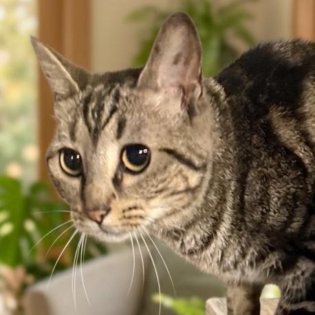 Cleo, Adoptable, Adult Female Domestic Short Hair.