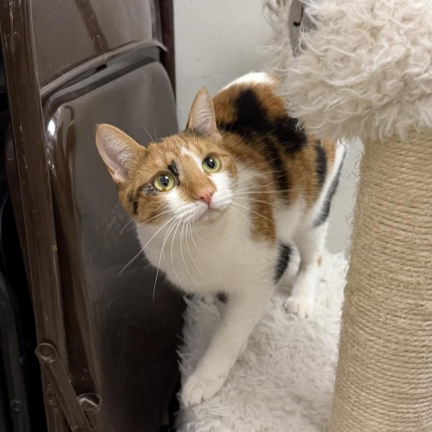 Nosey, Adoptable, Young Female Domestic Short Hair.