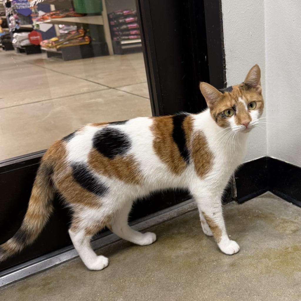 Nosey, a Adoptable Domestic Short Hair in Williston, FL image 2/4