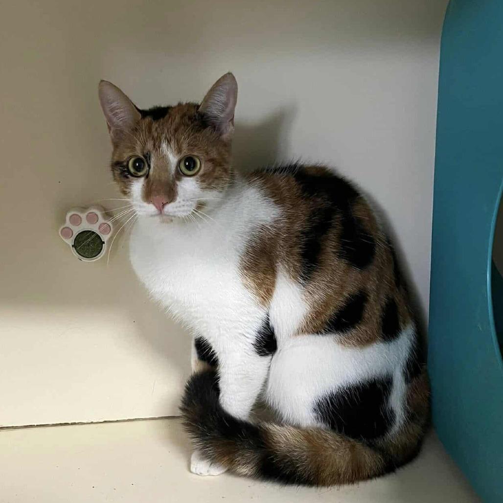 Enlarge Nosey, a Adoptable Domestic Short Hair in Williston, FL image 1/1