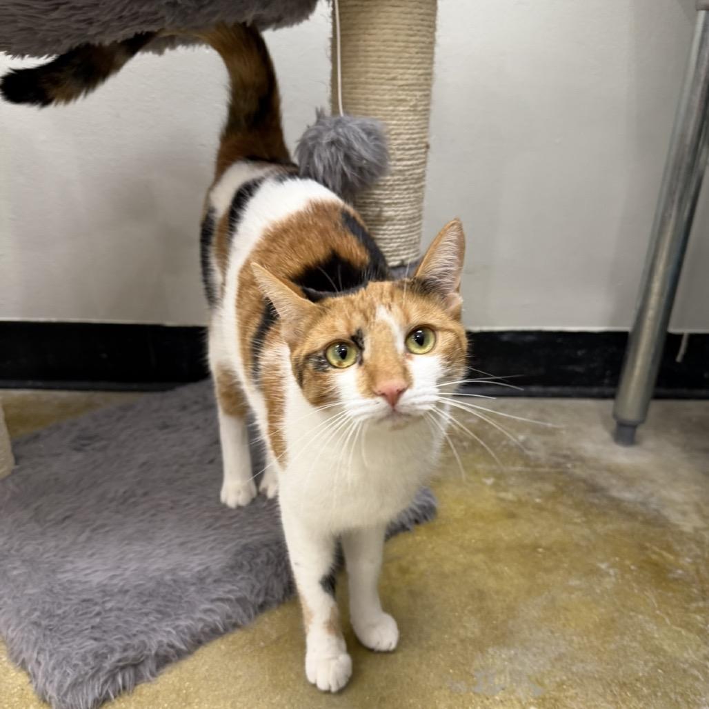 Nosey, a Adoptable Domestic Short Hair in Williston, FL image 4/4