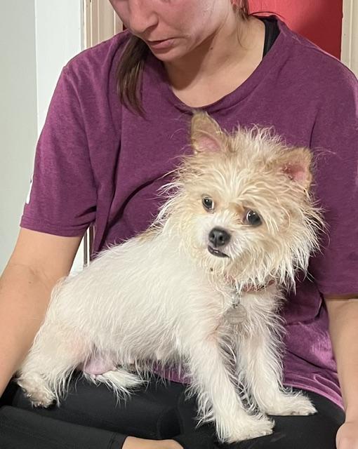 Enlarge Miley, a Adoptable mixed breed in Irmo, SC image 2/4