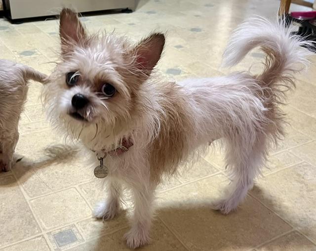 Miley, Adoptable, Adult Female Shih Tzu.