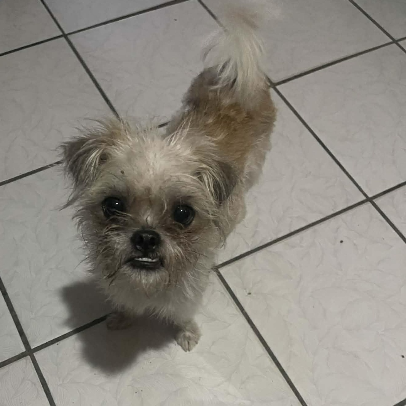 Enlarge LOLITA 2 yrs tiny 10 lbs, an adopted mixed breed in san diego, CA image 5/5