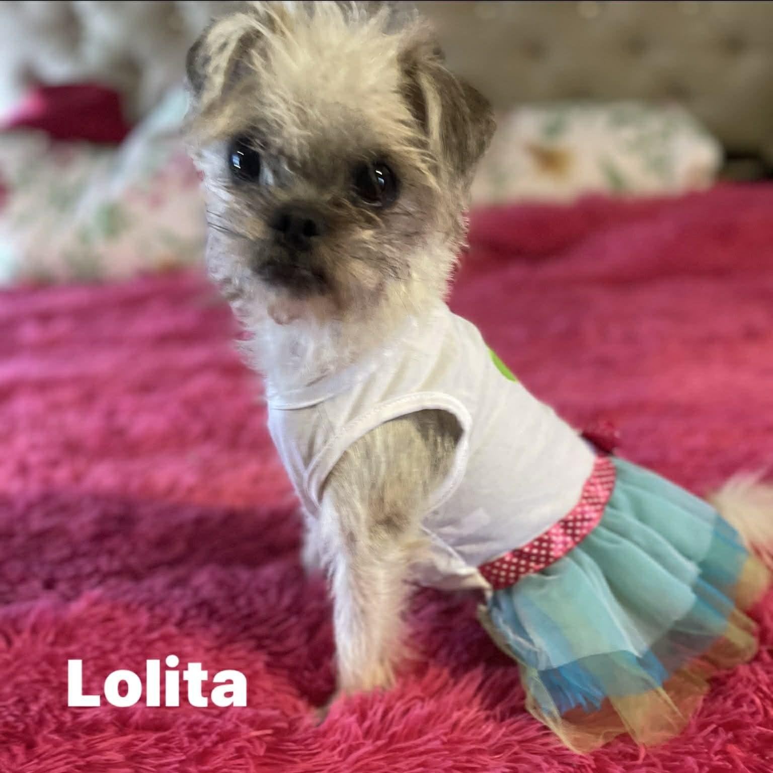 Enlarge LOLITA 2 yrs tiny 10 lbs, an adopted mixed breed in san diego, CA image 4/5