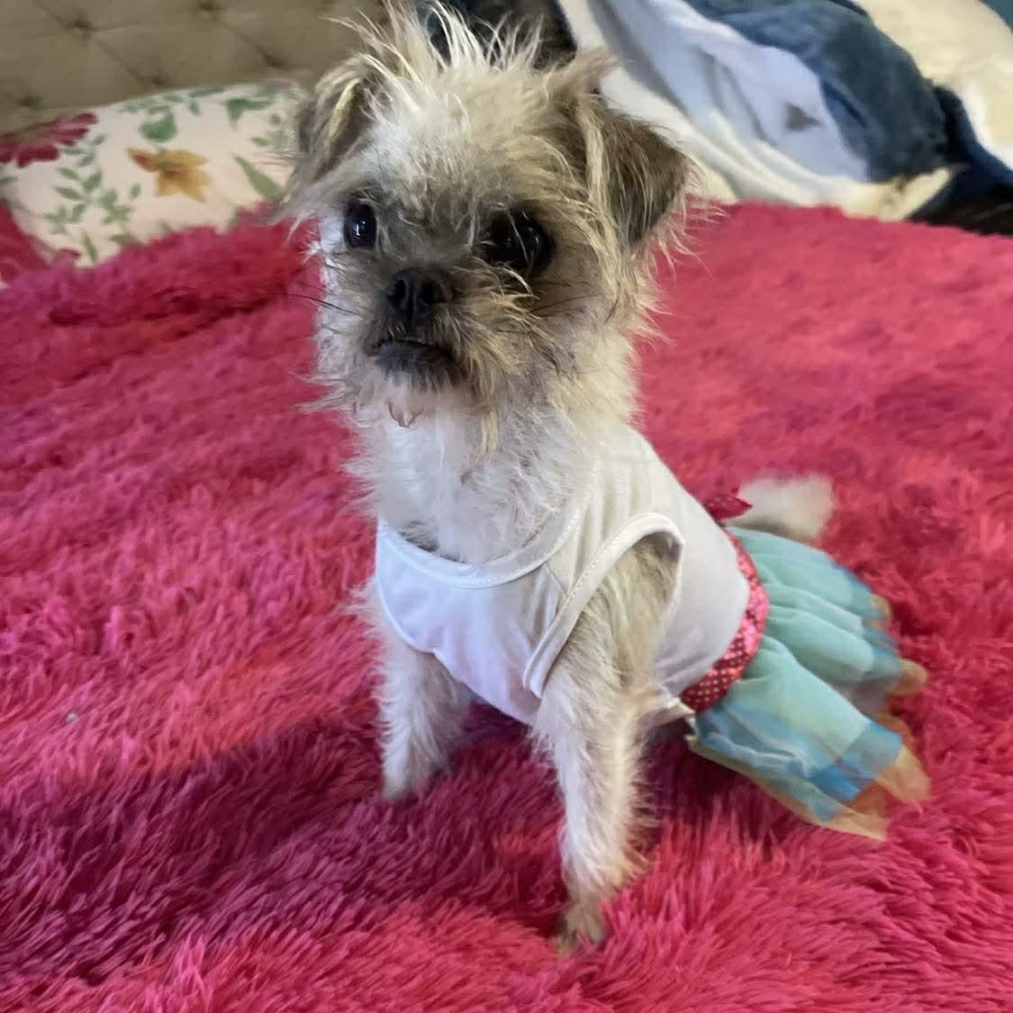 Enlarge LOLITA 2 yrs tiny 10 lbs, an adopted mixed breed in san diego, CA image 2/5