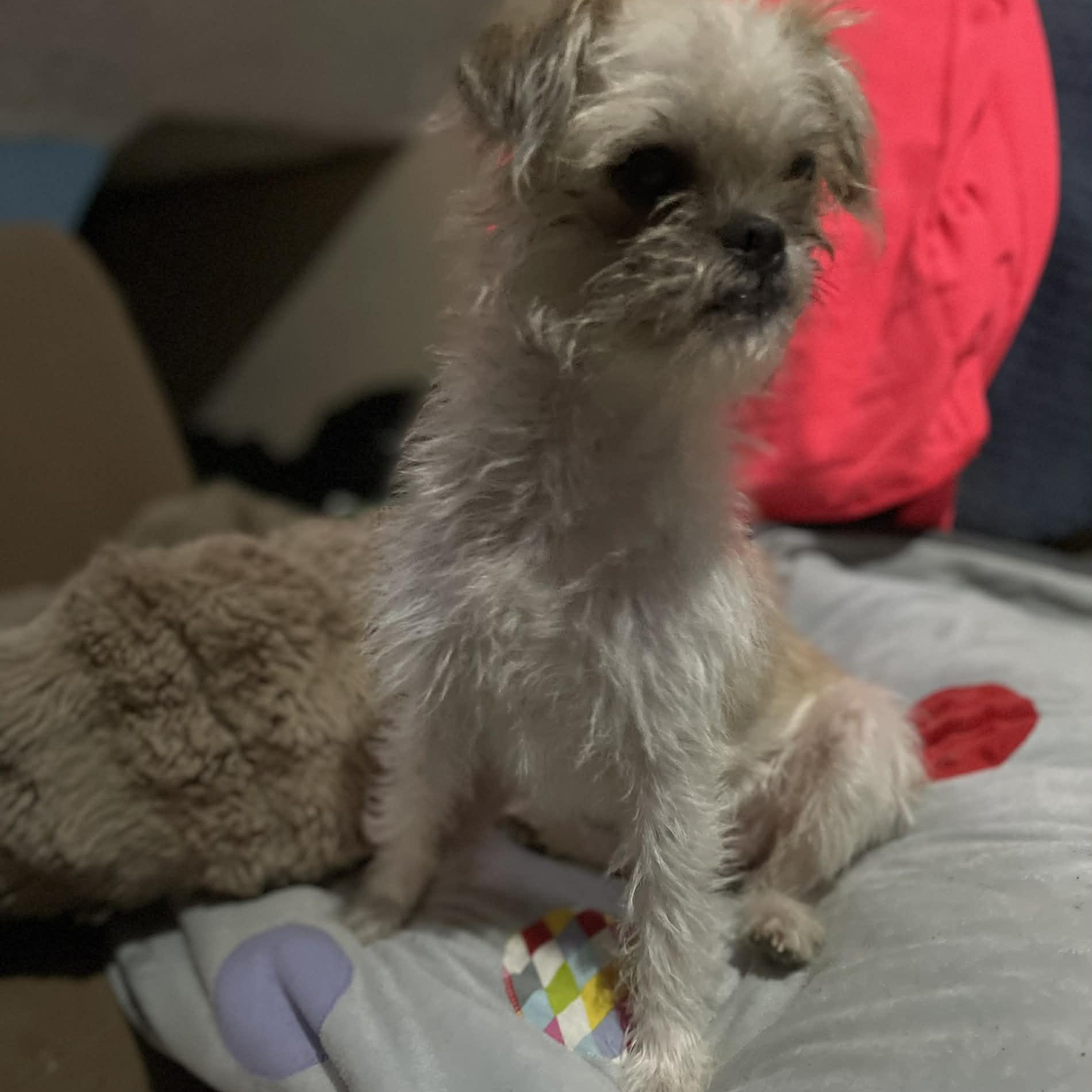 Enlarge LOLITA 2 yrs tiny 10 lbs, an adopted mixed breed in san diego, CA image 3/5