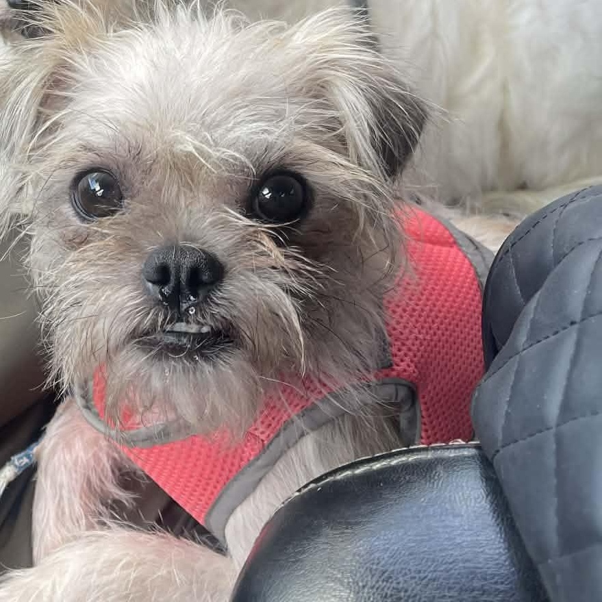 Enlarge LOLITA 2 yrs tiny 10 lbs, an adopted mixed breed in san diego, CA image 1/5