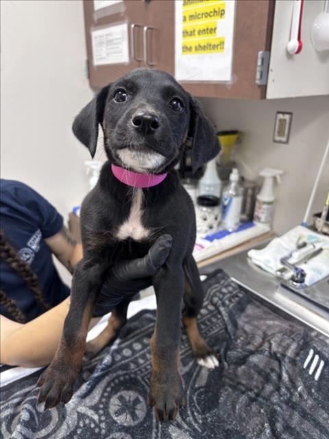 Enlarge SILVERBOLT, a Adoptable mixed breed in Norco, CA image 1/1