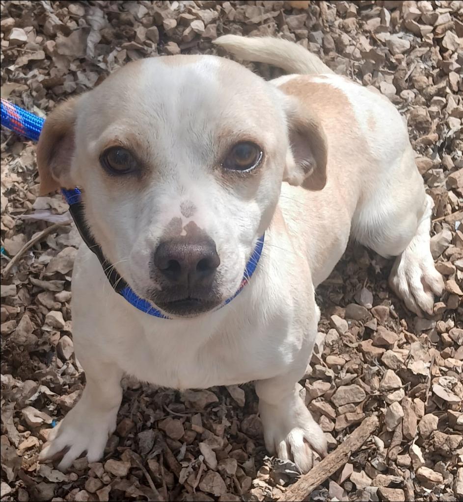 Gadget, Adoptable, Young Male Dachshund & Chihuahua.