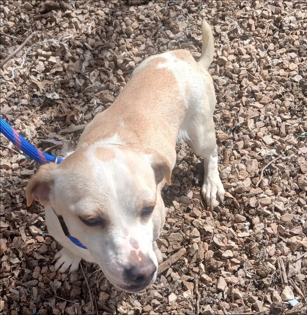 Enlarge Gadget, a Adoptable mixed breed in Thompson Falls, MT image 2/2