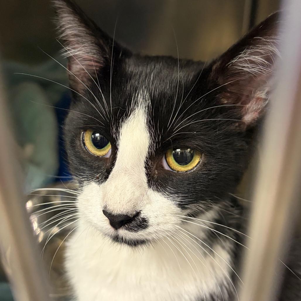 Allegro, Adoptable, Young Male Domestic Short Hair.