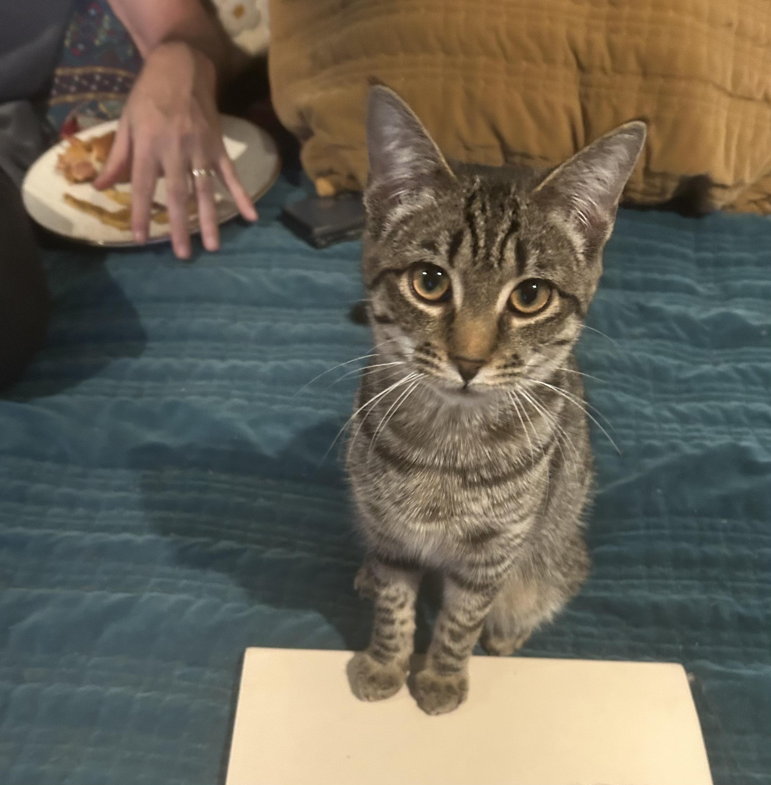 Toast, ADOPTABLE, Young Female Domestic Short Hair.