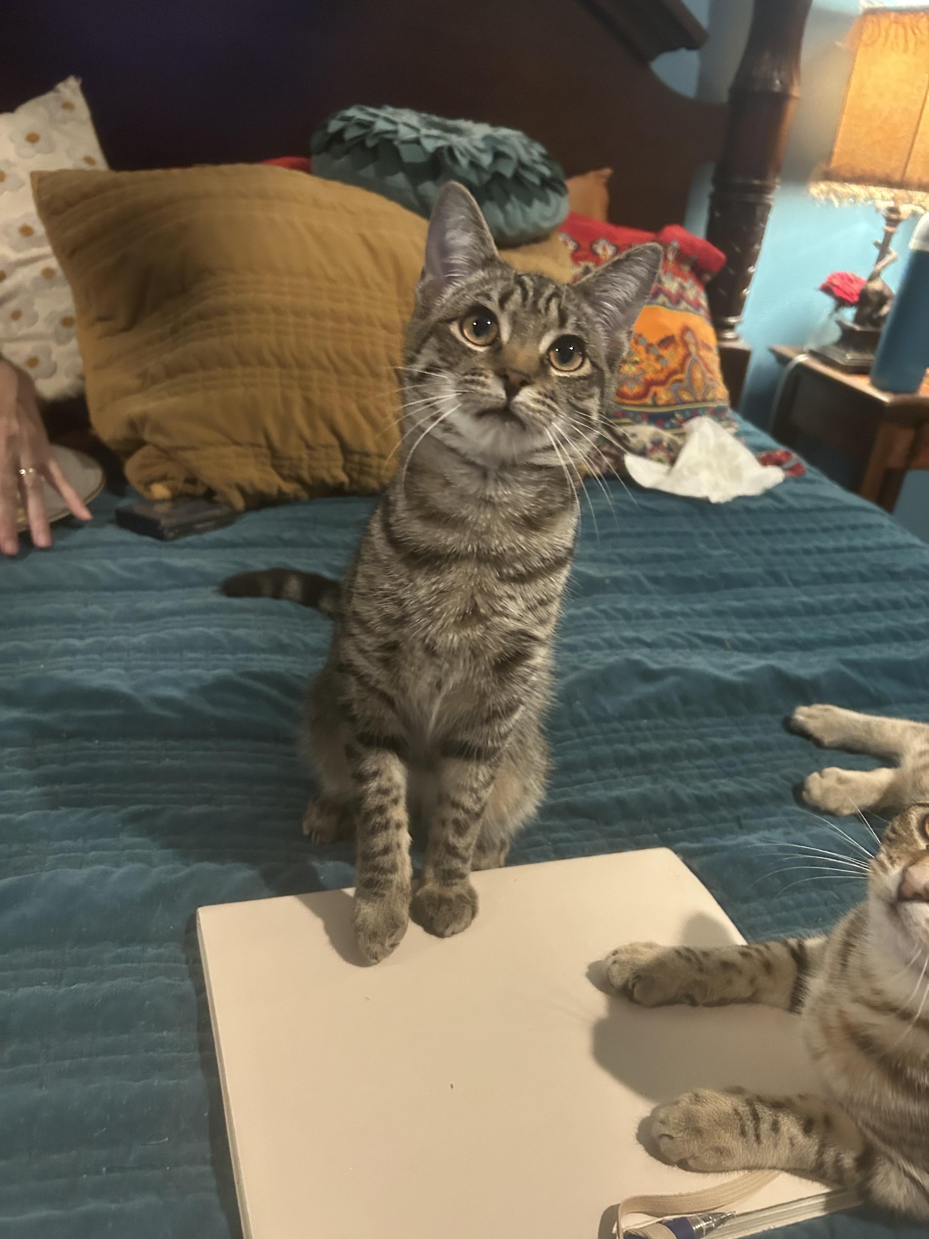 Toast, a ADOPTABLE Domestic Short Hair in Mount Pleasant, SC image 2/3