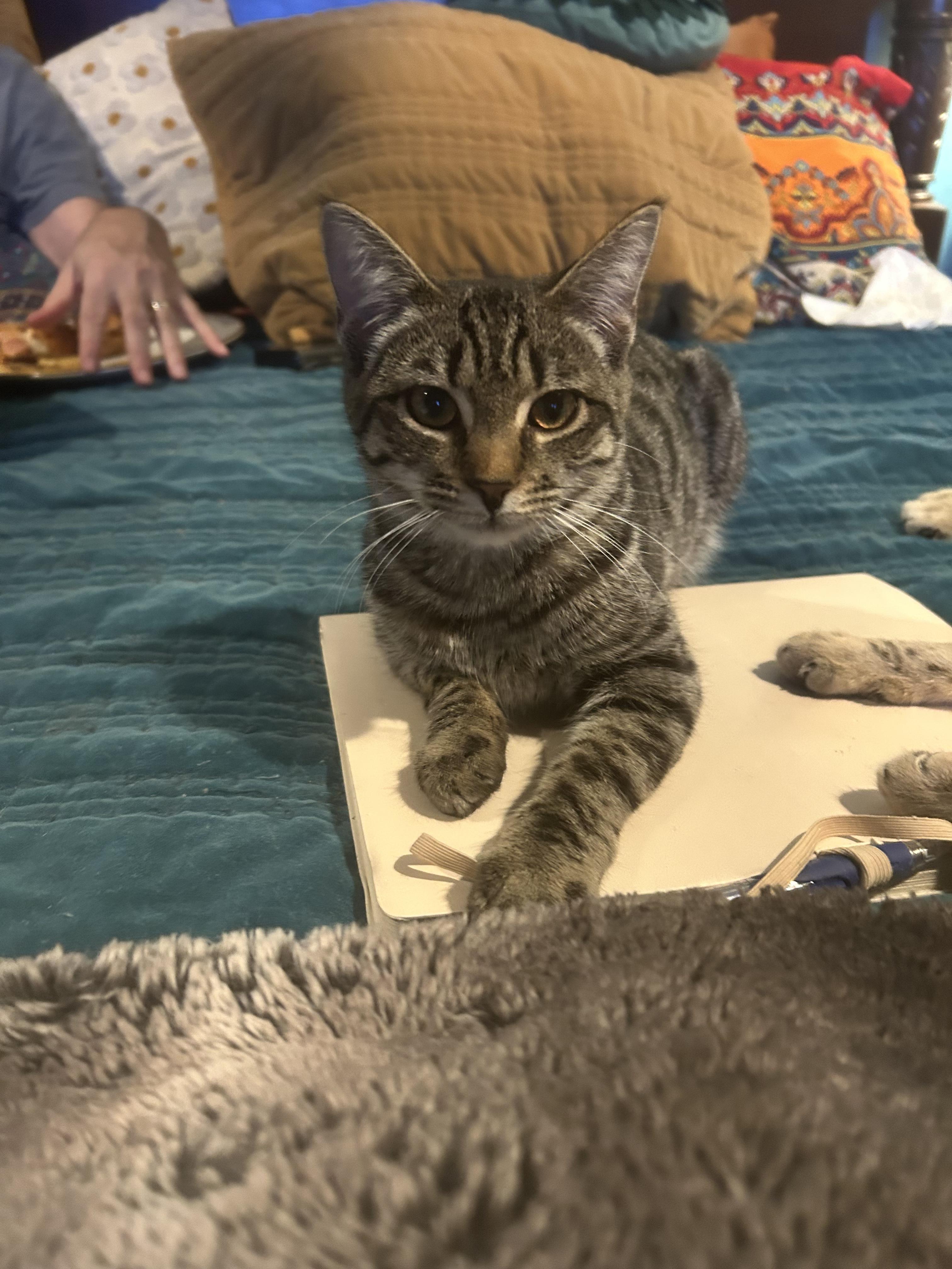 Toast, a ADOPTABLE Domestic Short Hair in Mount Pleasant, SC image 3/3