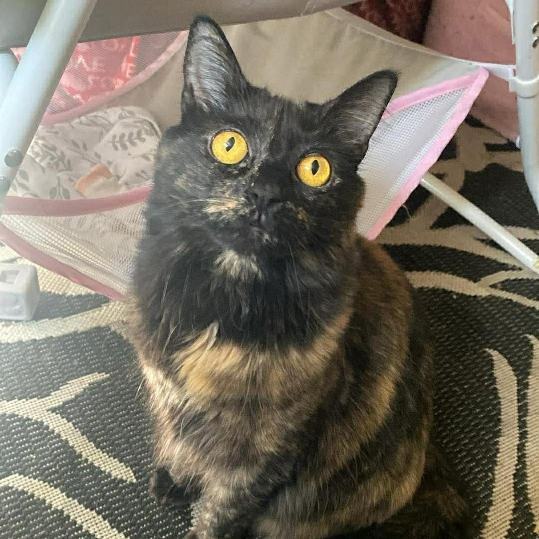 Emerald, adopted, Adult Female Tortoiseshell.