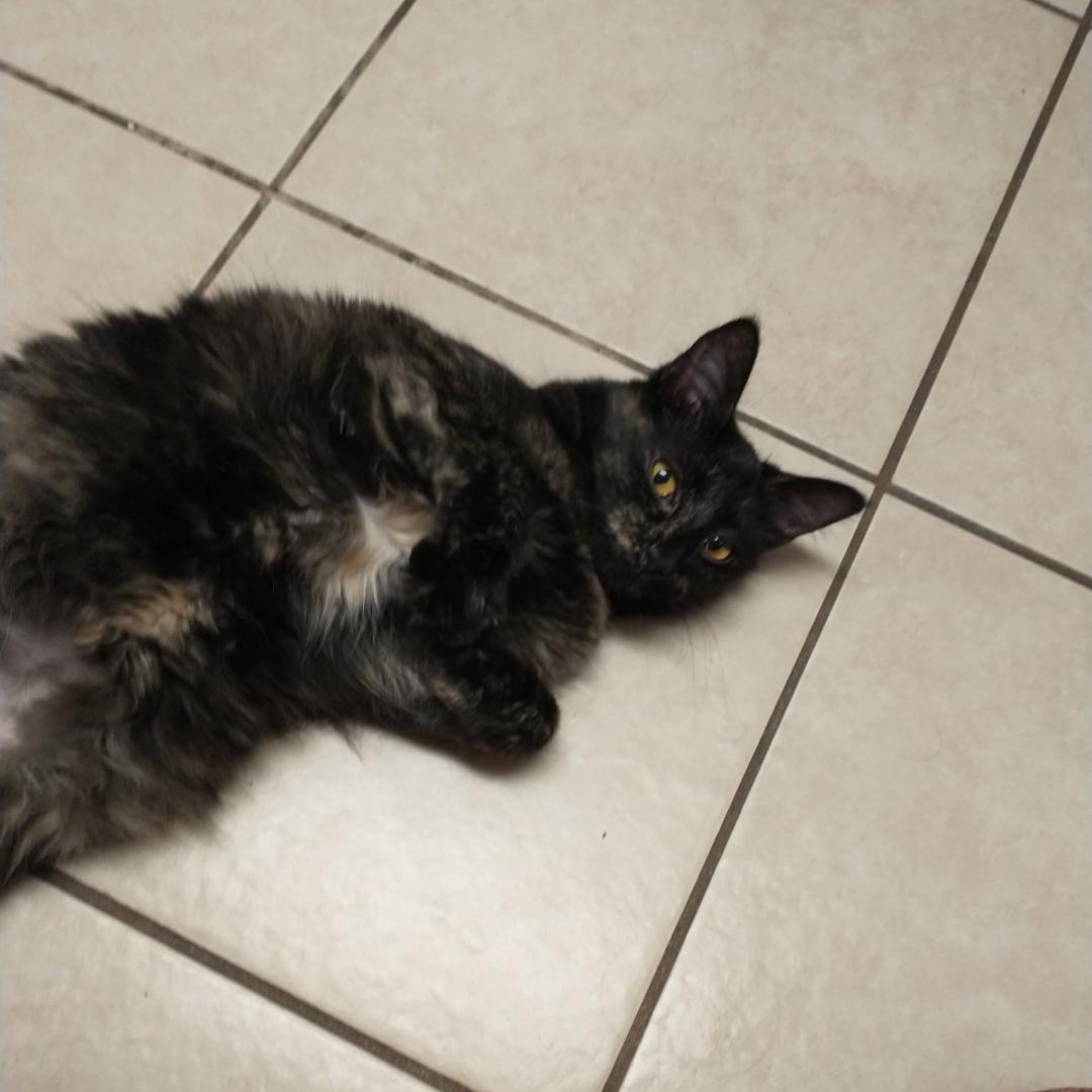 Emerald, an adopted Tortoiseshell in Maple Shade, NJ image 2/5