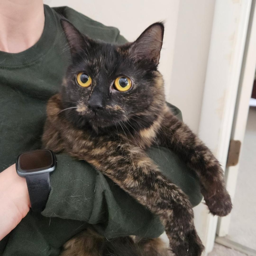 Emerald, an adopted Tortoiseshell in Maple Shade, NJ image 3/5